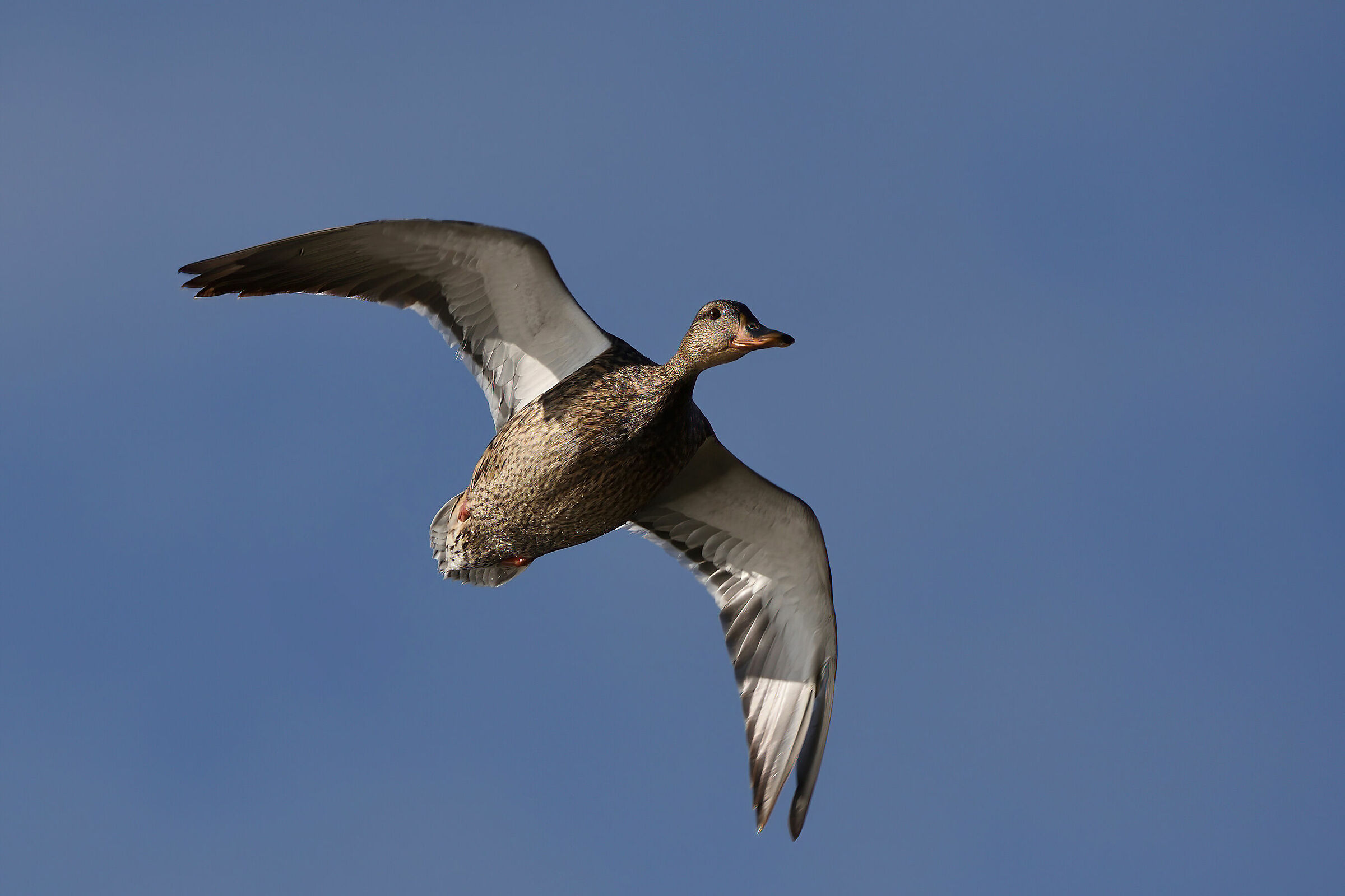 Gadwall
