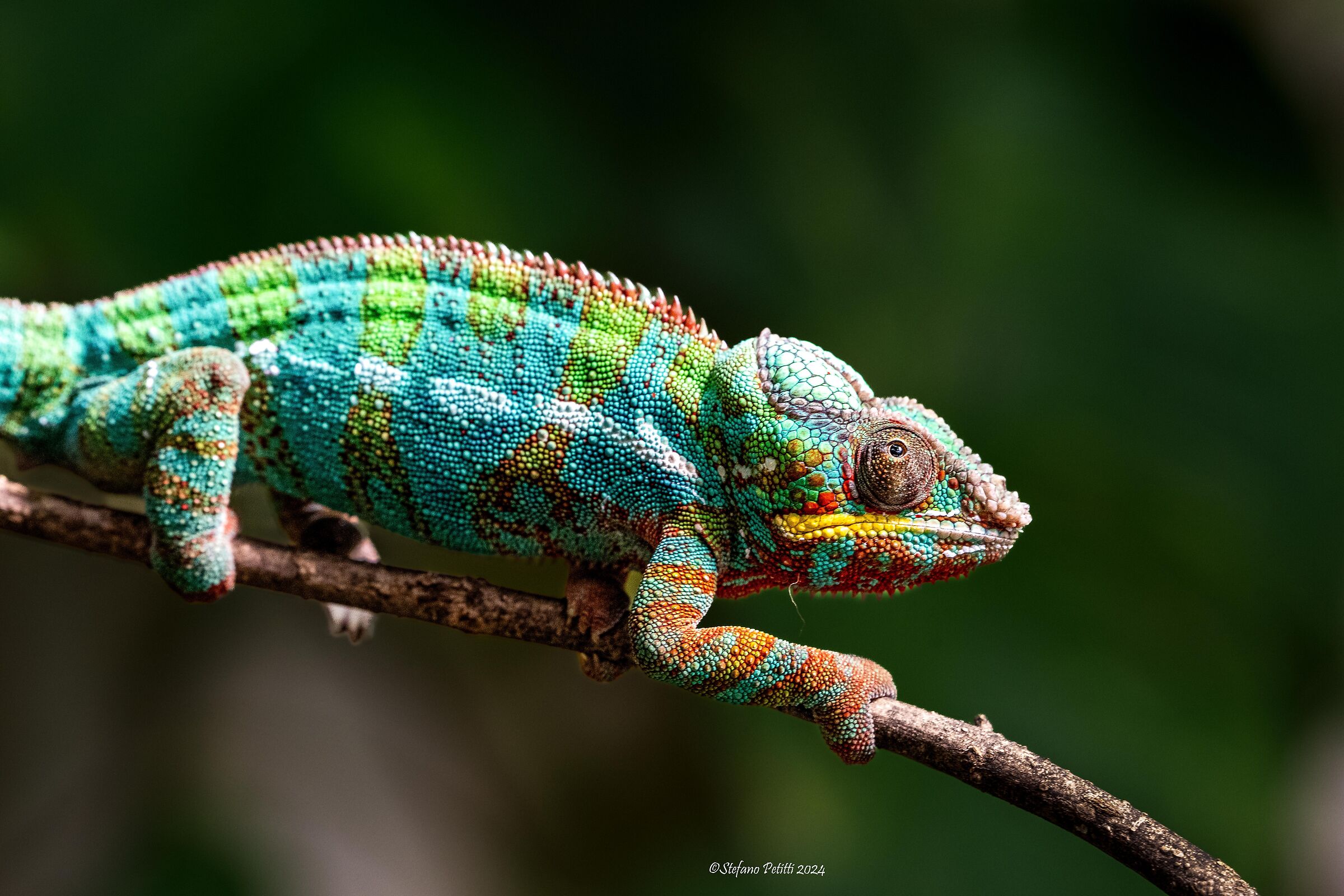 The colors of the chameleon