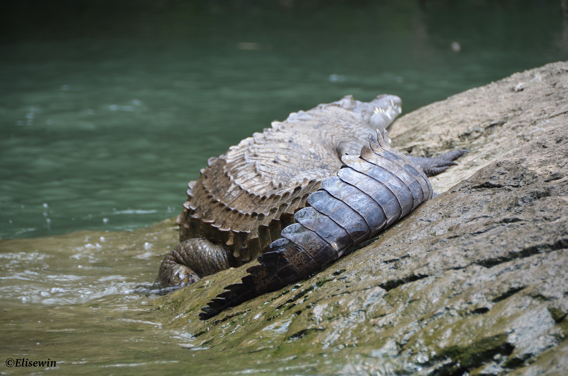 Il coccodrillo del Canyon del Sumidero