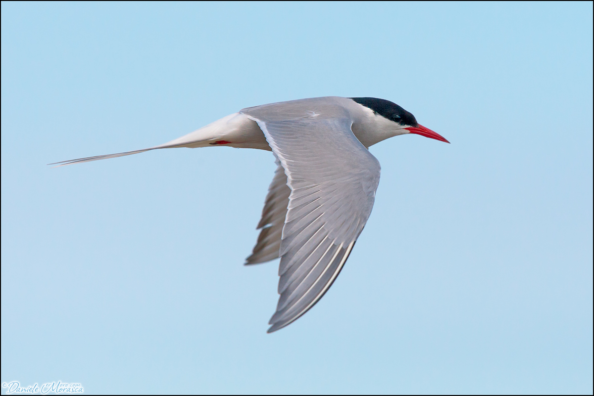 Artic Tern (Arctic Tern)