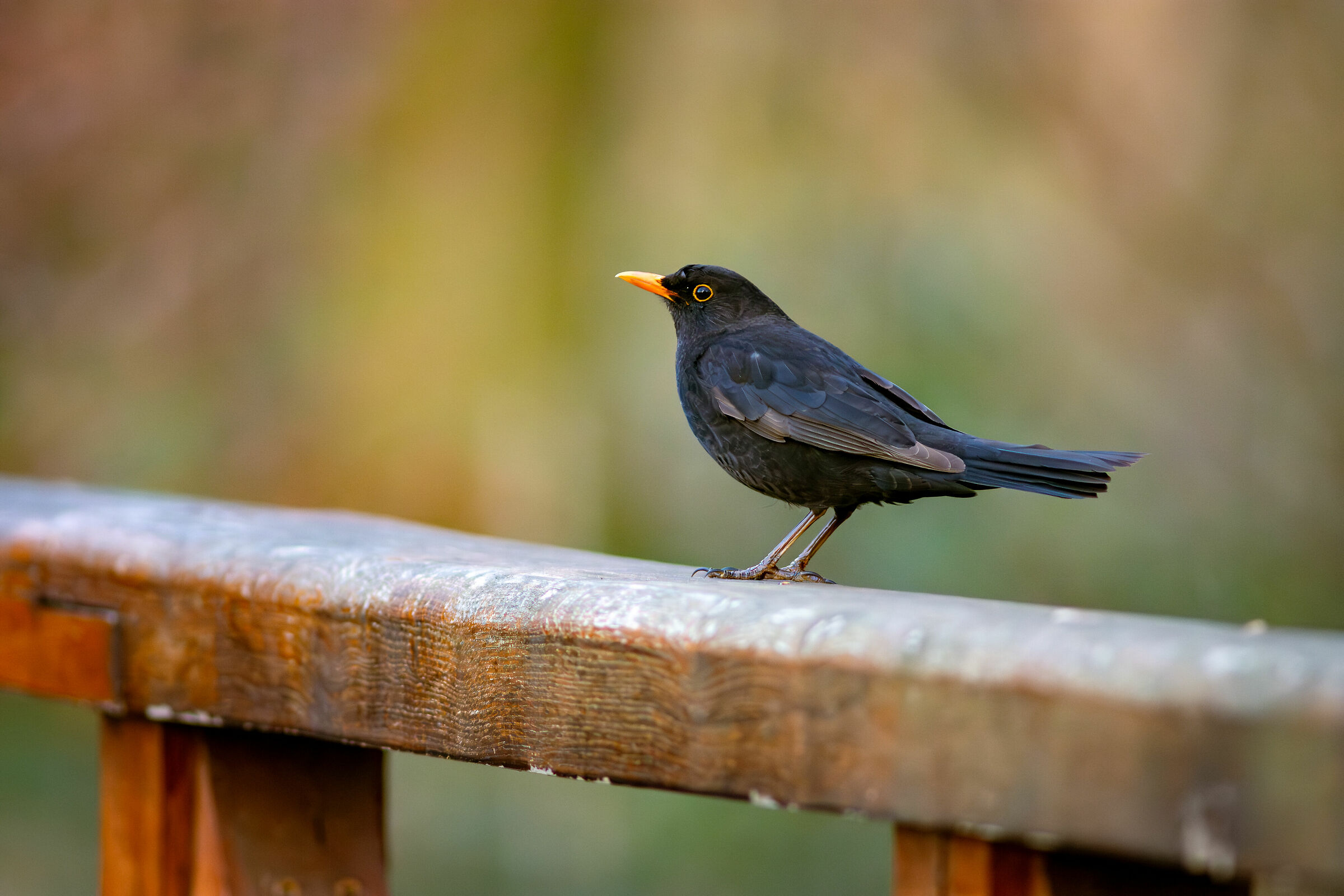 Giardino Botanico Nazionale, Vacratot