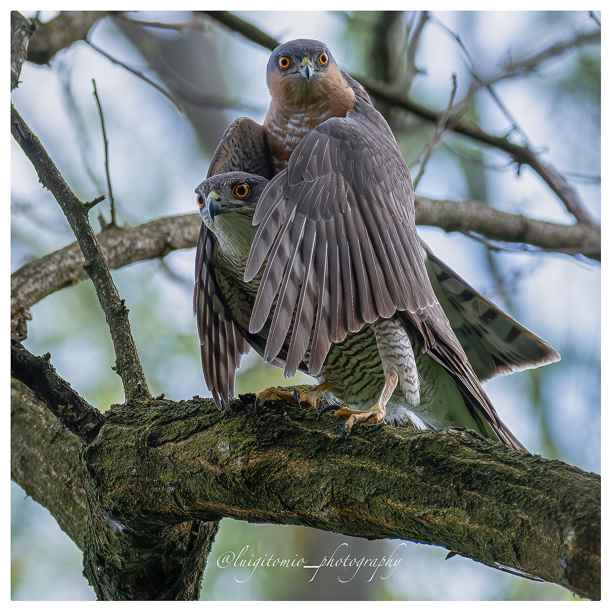 Spring in Love (Sparrowhawks)