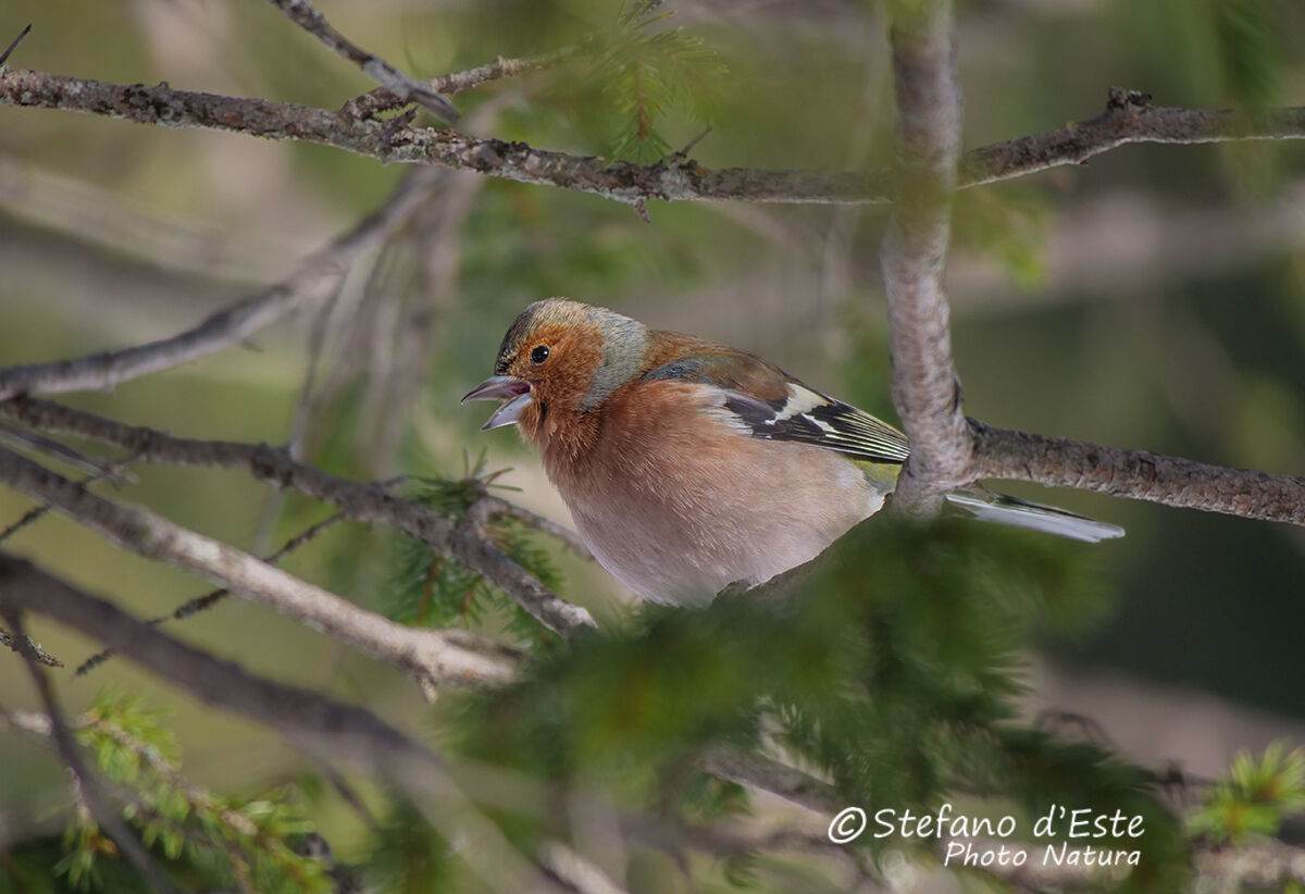 Chaffinch