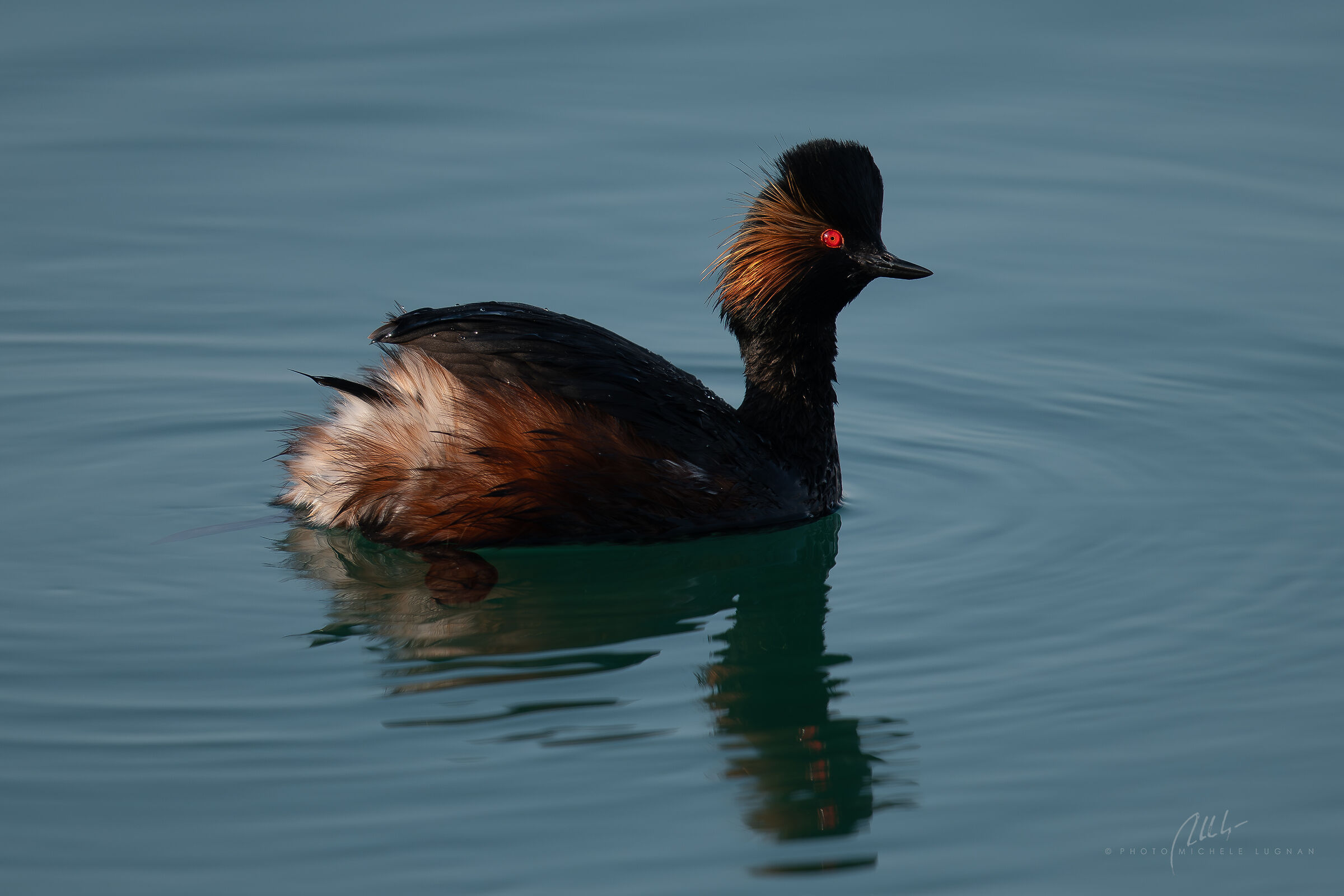 Podiceps nigricollis (svasso piccolo)