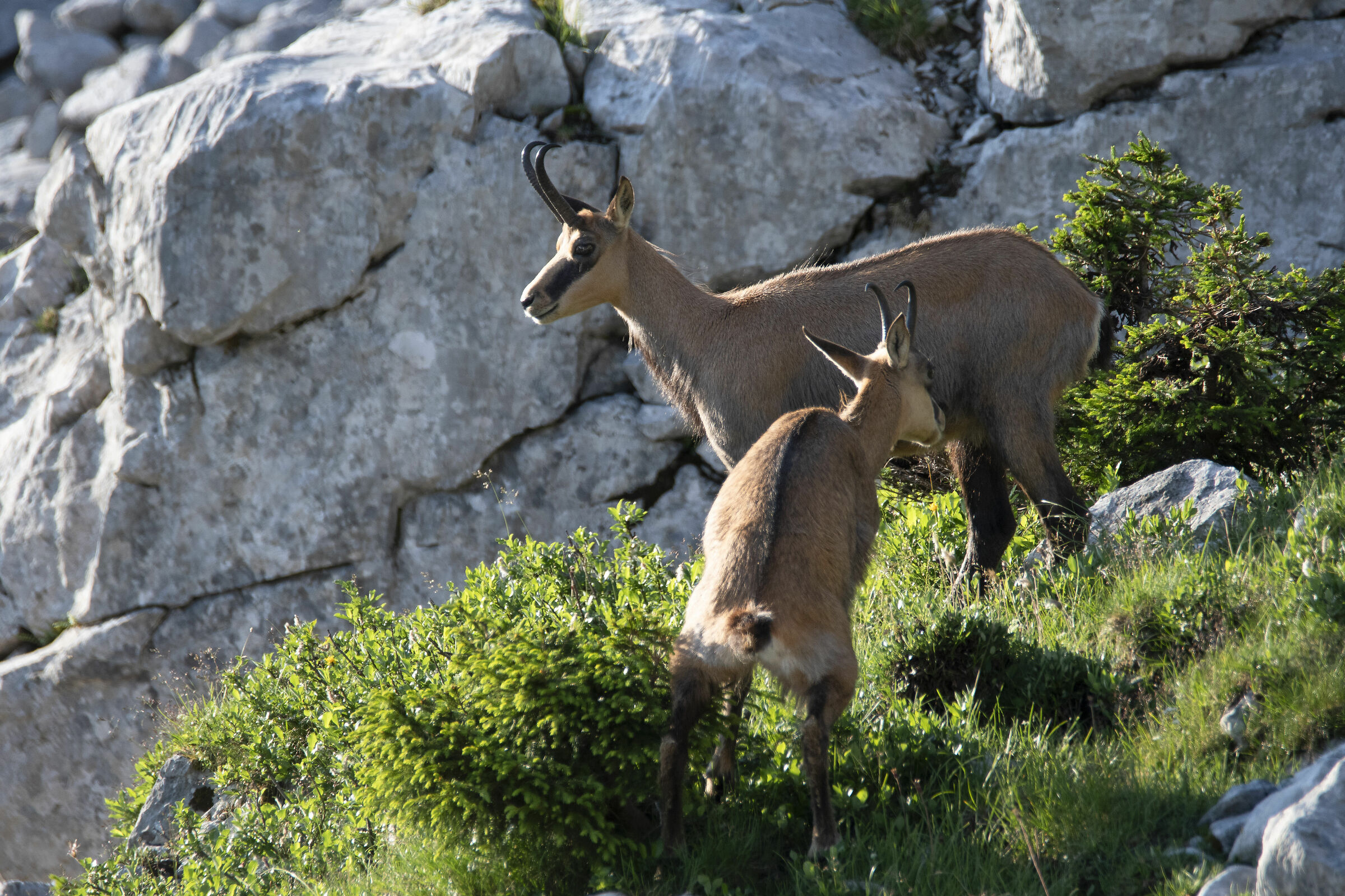 Chamois
