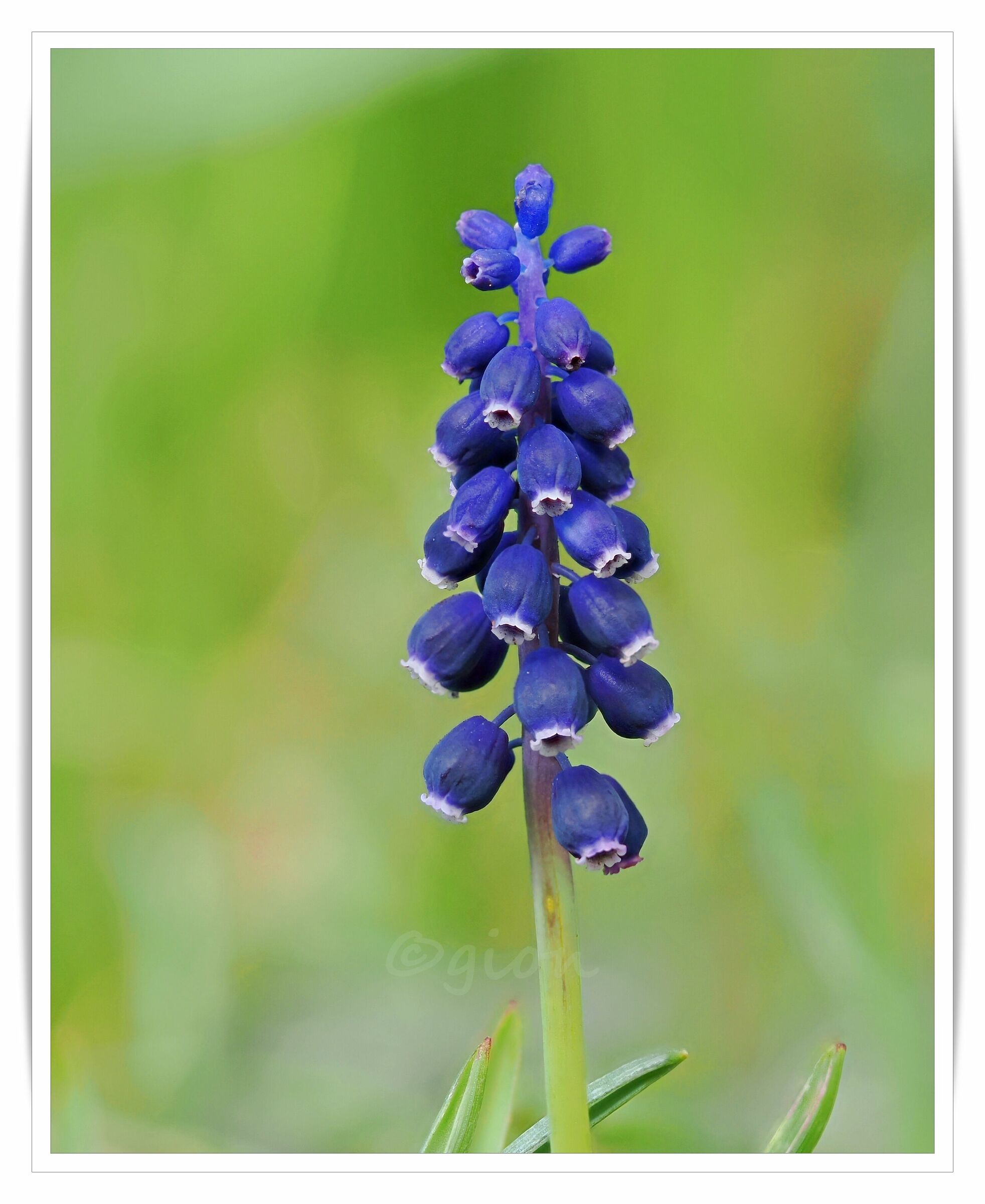 Muscari Armeniacum