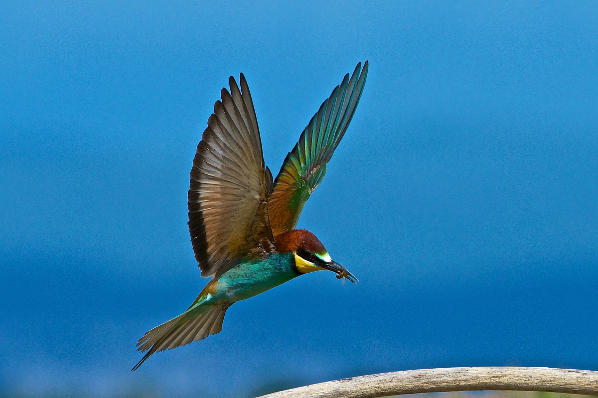 2013 Isola della Cona, bee-eaters