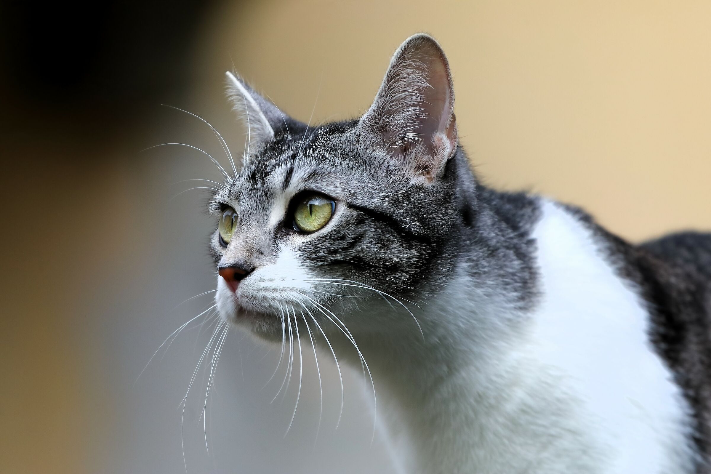 Kira 15 March 2024 - 0009