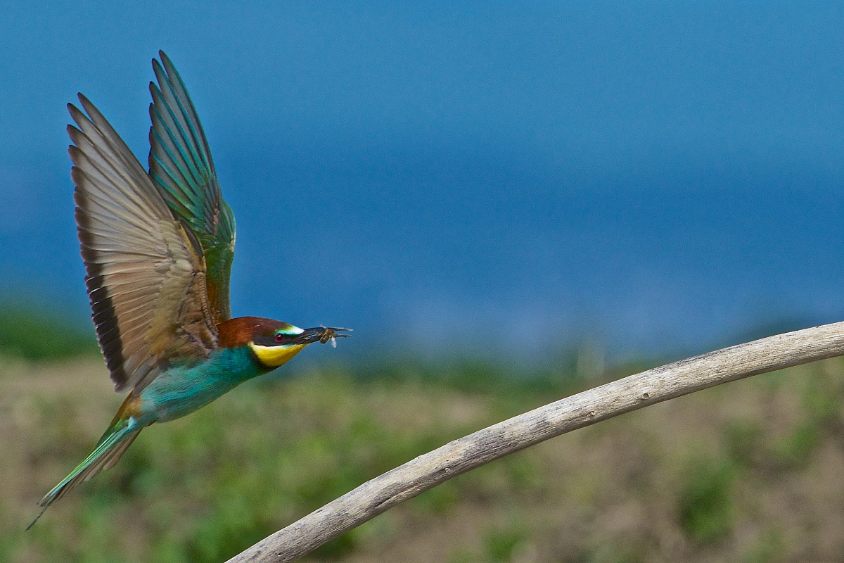 2013 Isola della Cona, bee-eaters