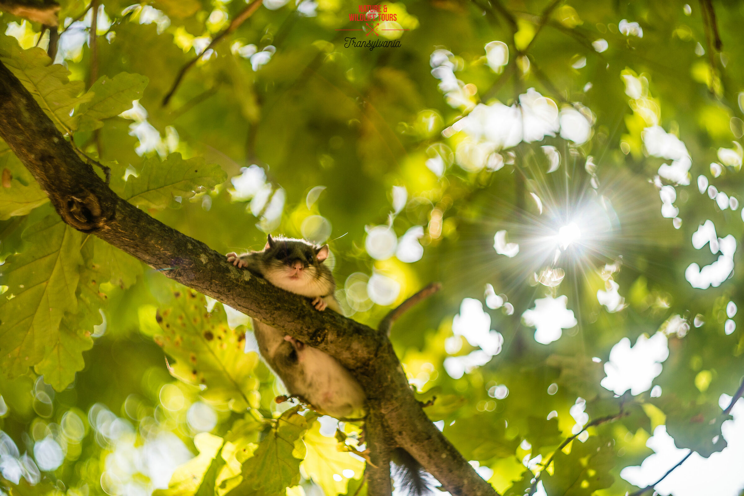 Can you look at the sun but not at me