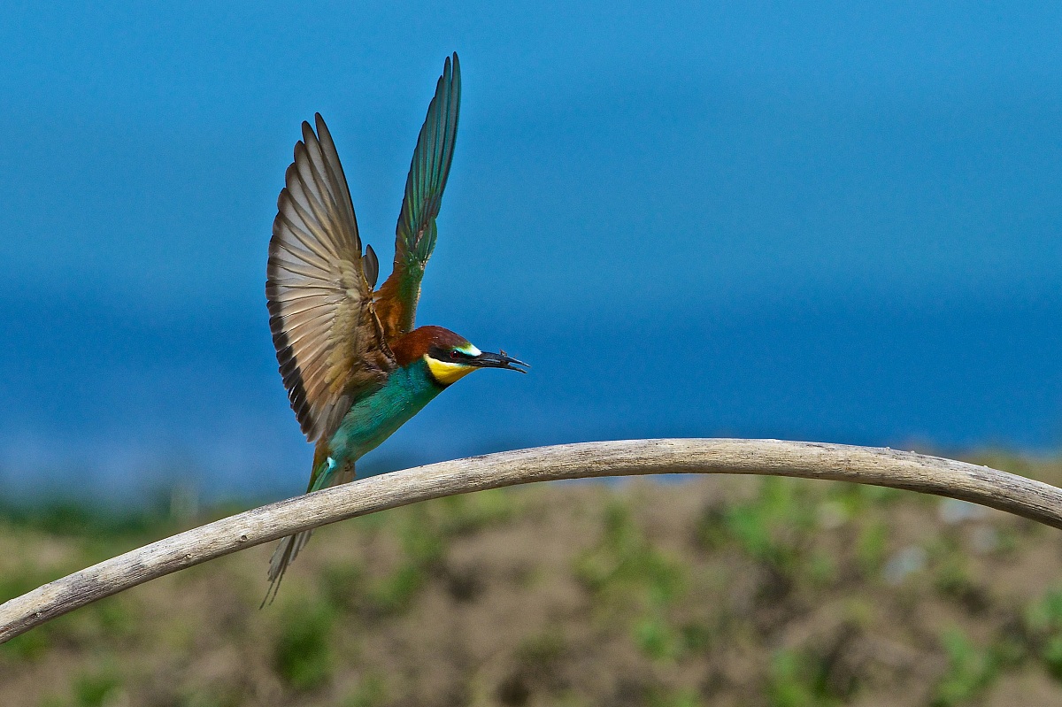 2013 Isola della Cona, bee-eaters