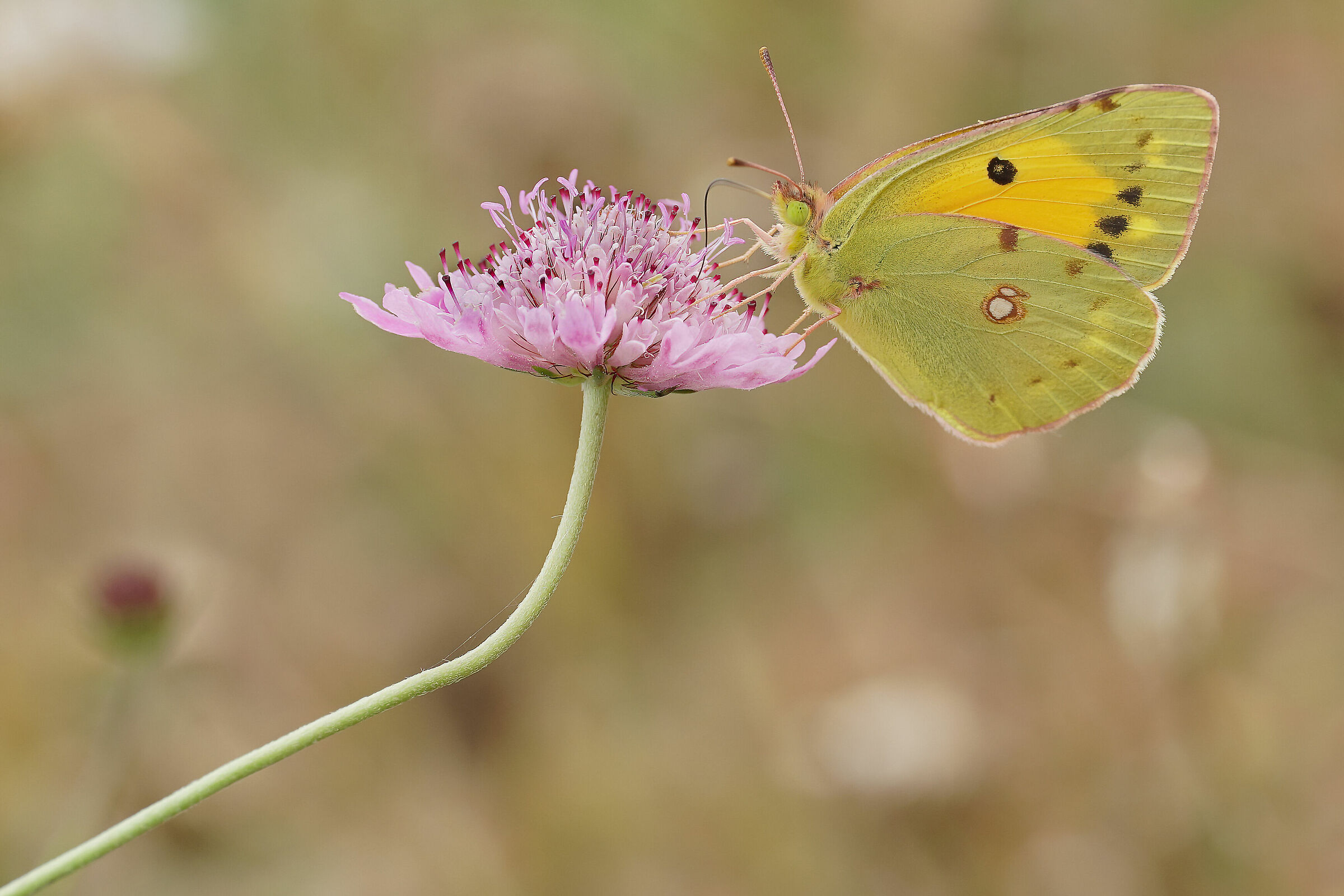 Colias crocea in activity.-