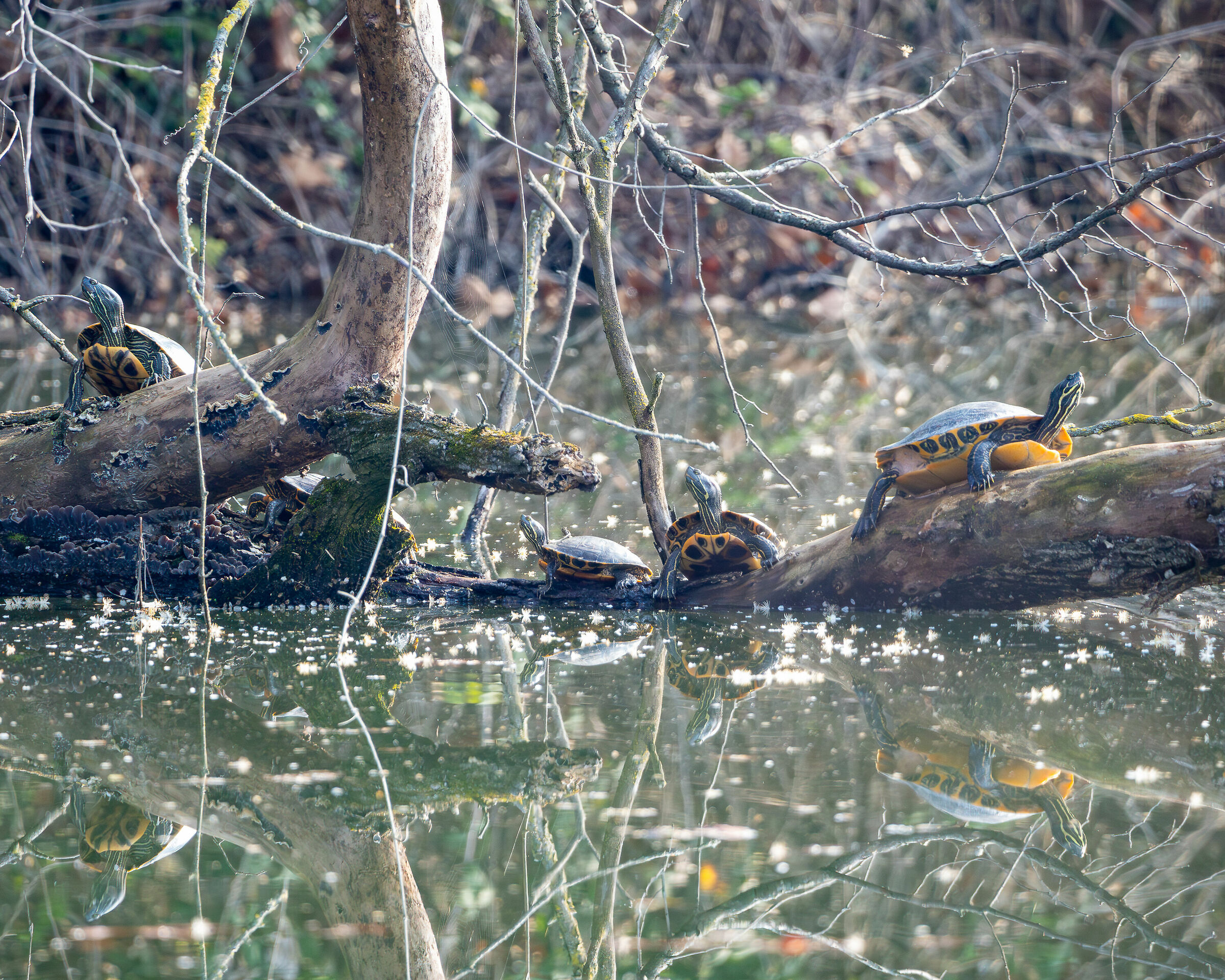 queste non dovrebbero stare qua