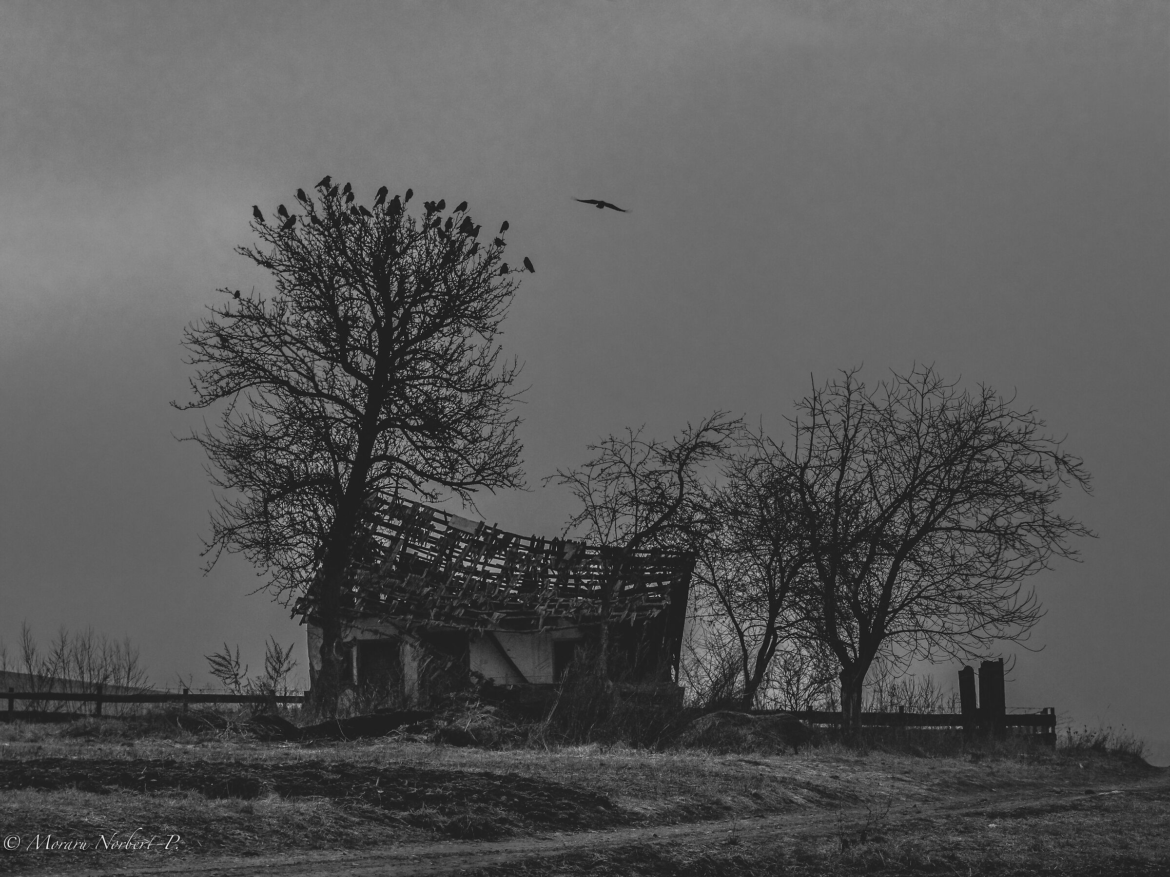 Melancoly of disturbance