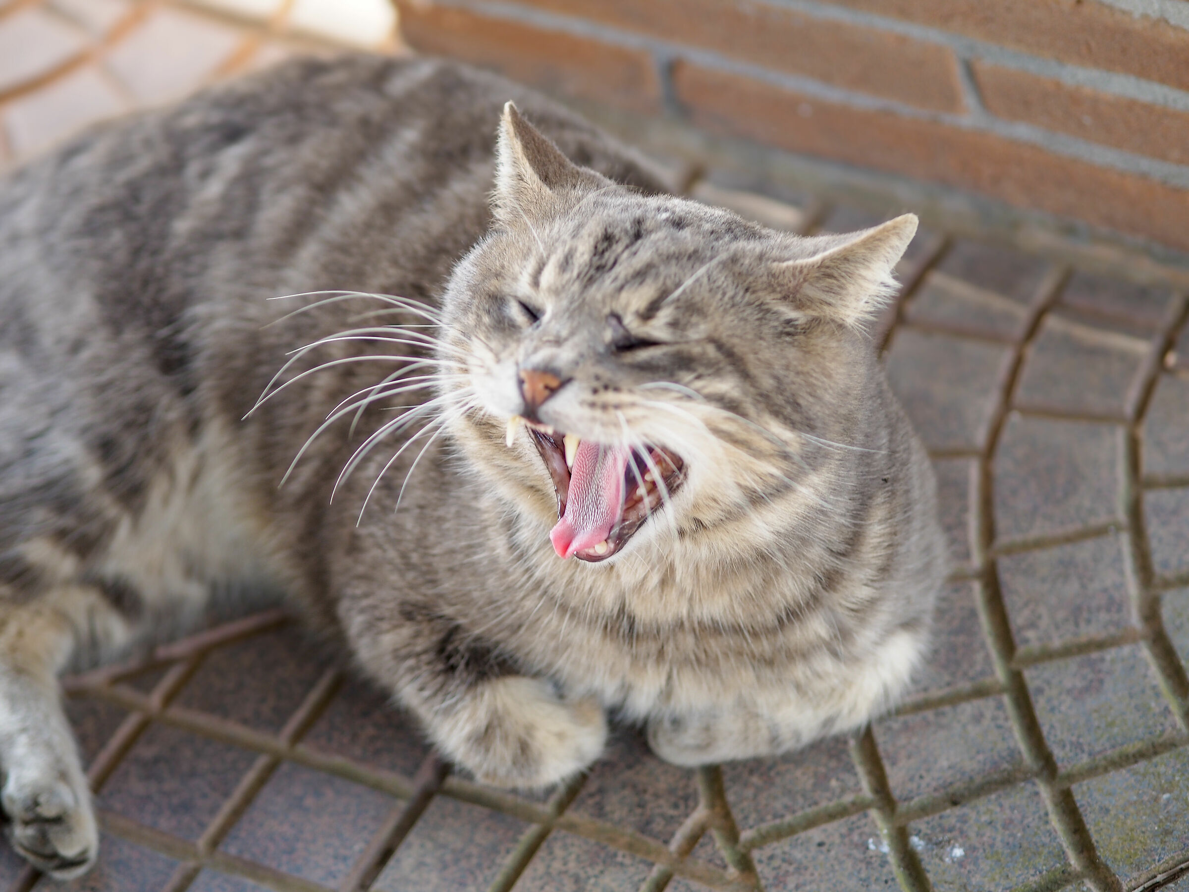 Ciccio e lo sbadiglio dopo la pennica...