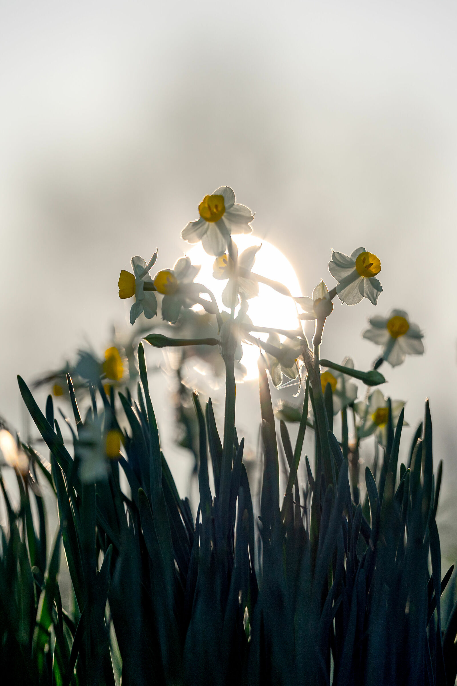 usurping the sun