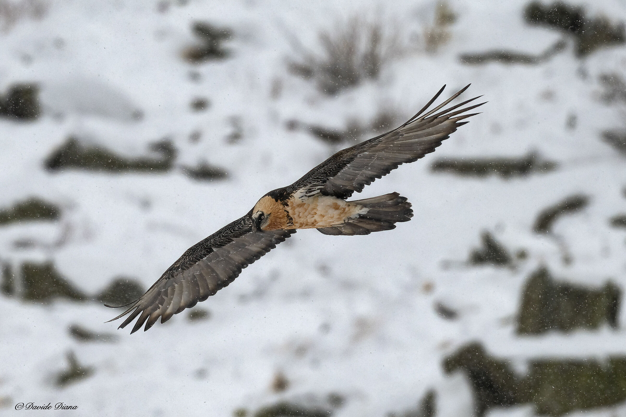 Gypaetus barbatus - Gran Paradiso National Park