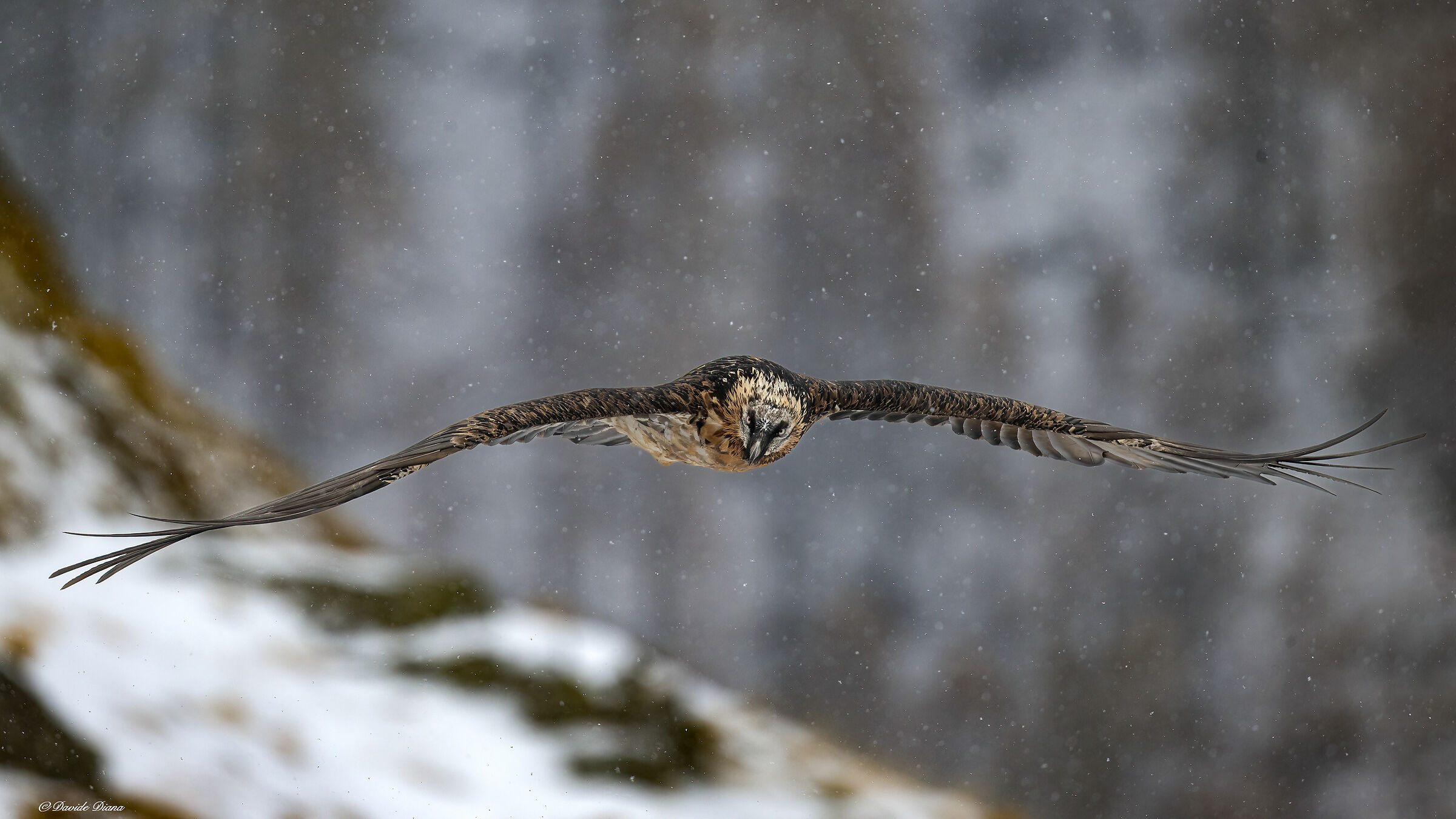 Gypaetus barbatus - Gran Paradiso National Park