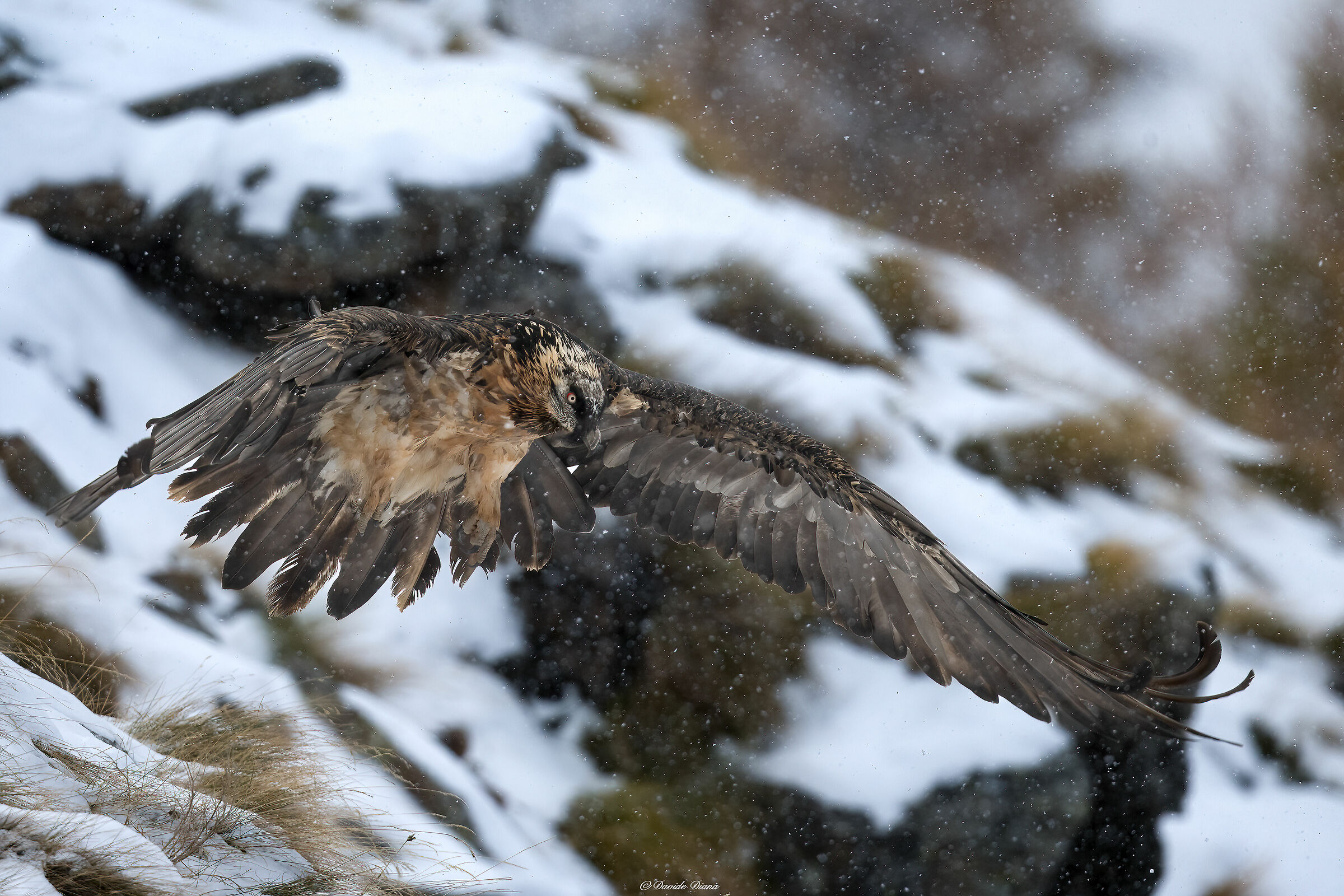 Gypaetus barbatus - Gran Paradiso National Park