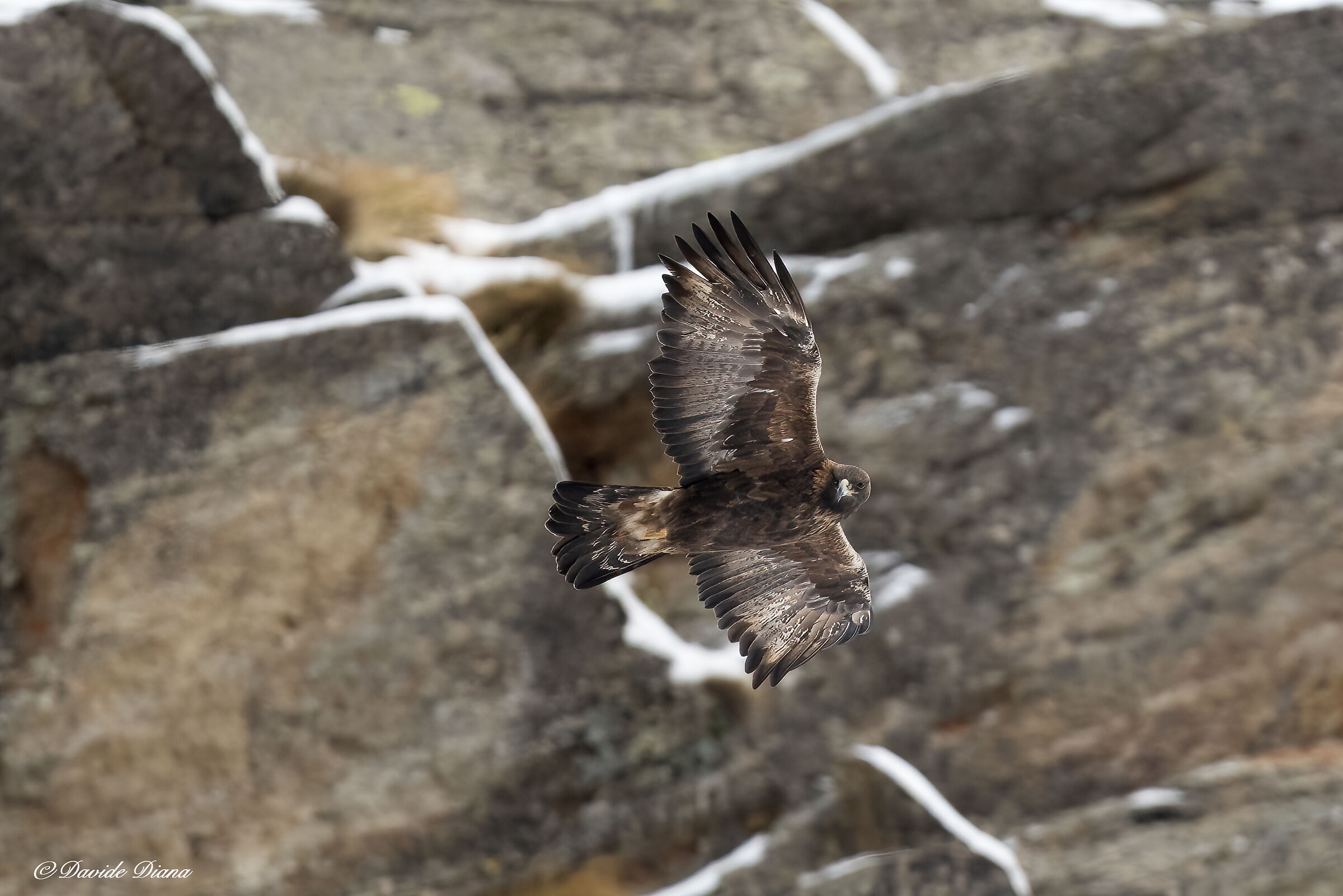 Golden Eagle - Gran Paradiso National Park