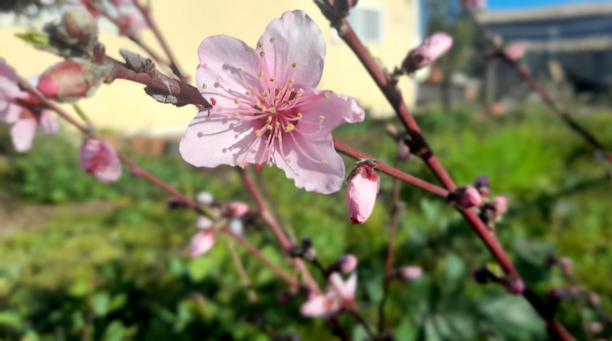 Il risveglio del pesco