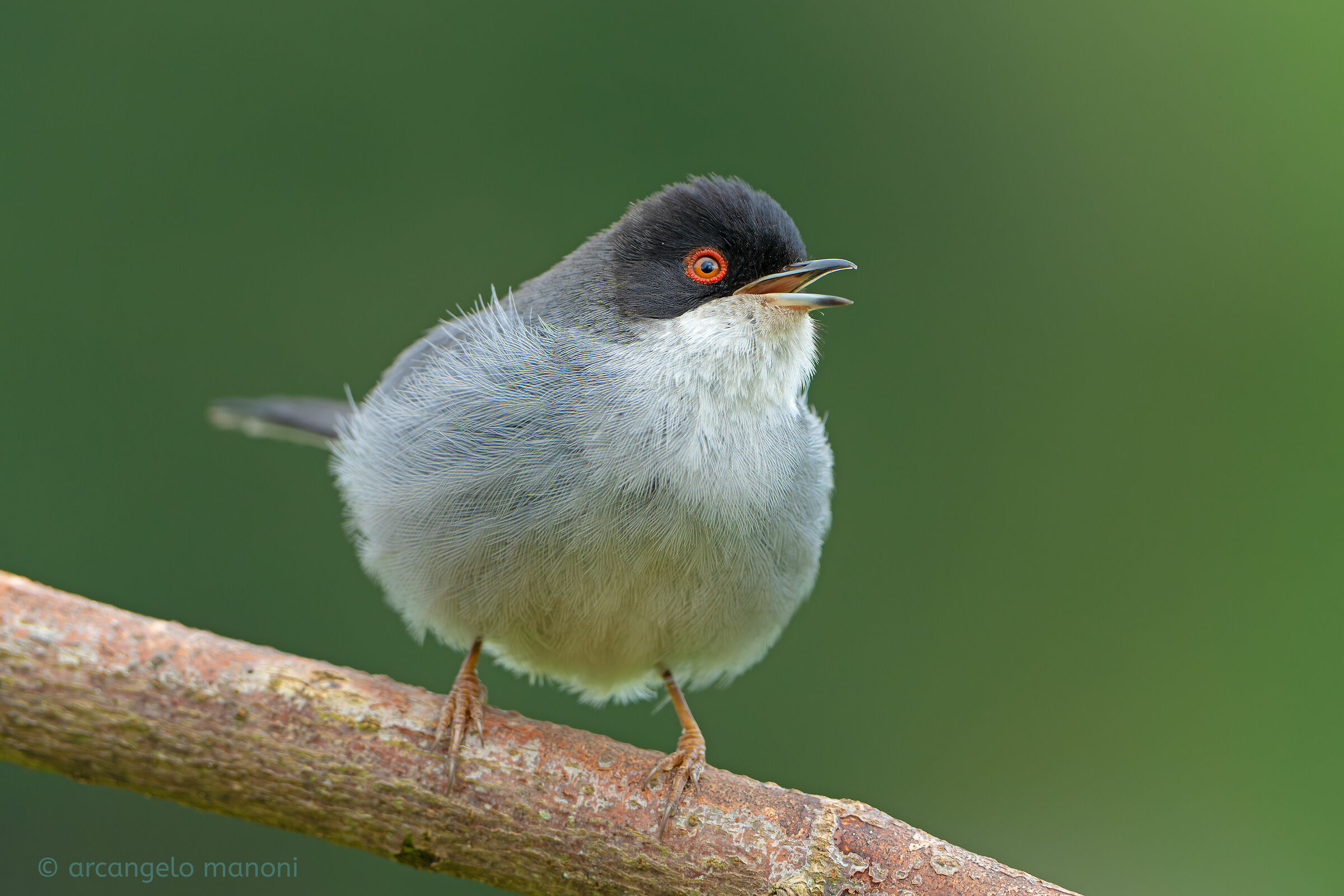 The Eagle-Eyed Singer