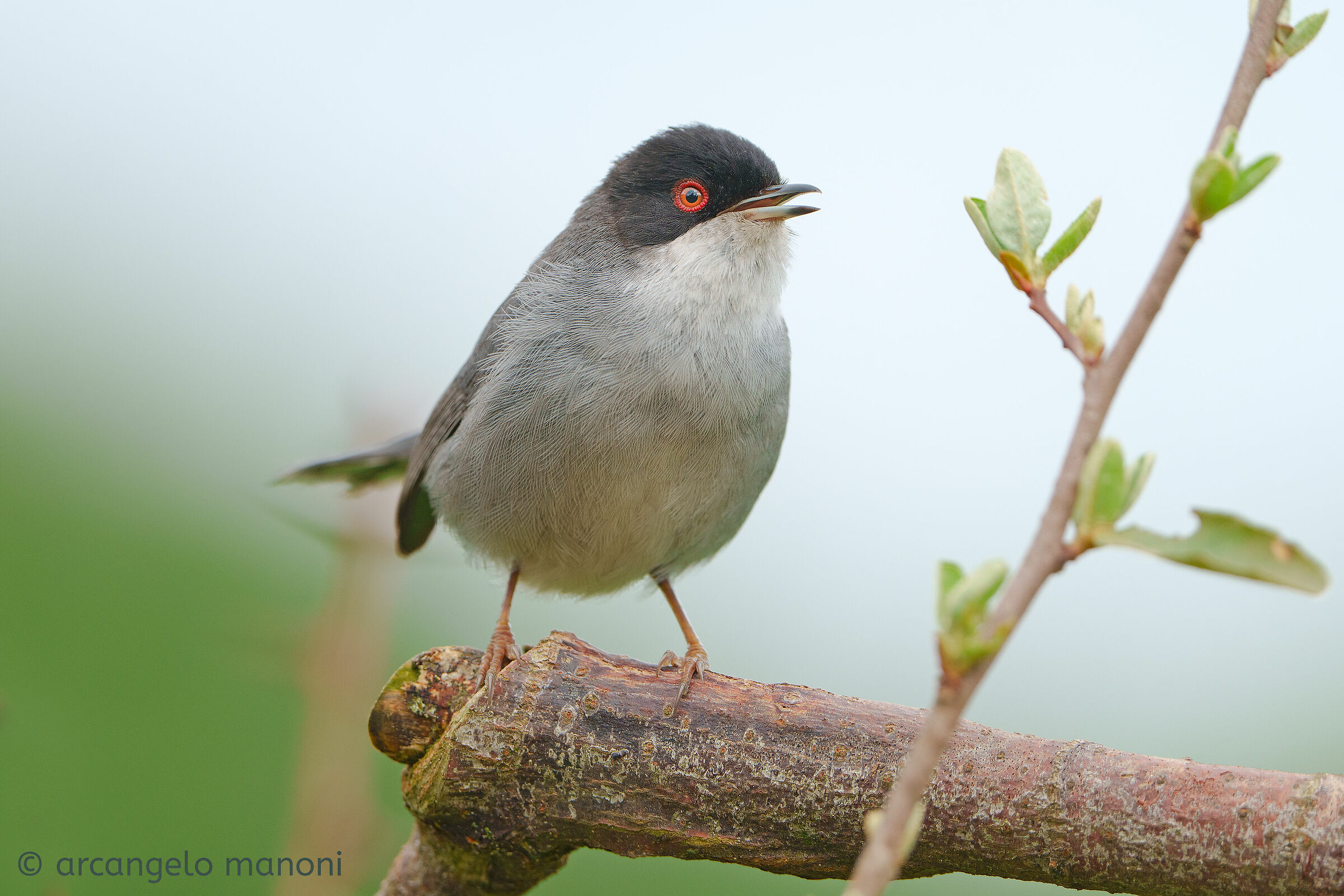The Song of the Spring of the Occhiocotto