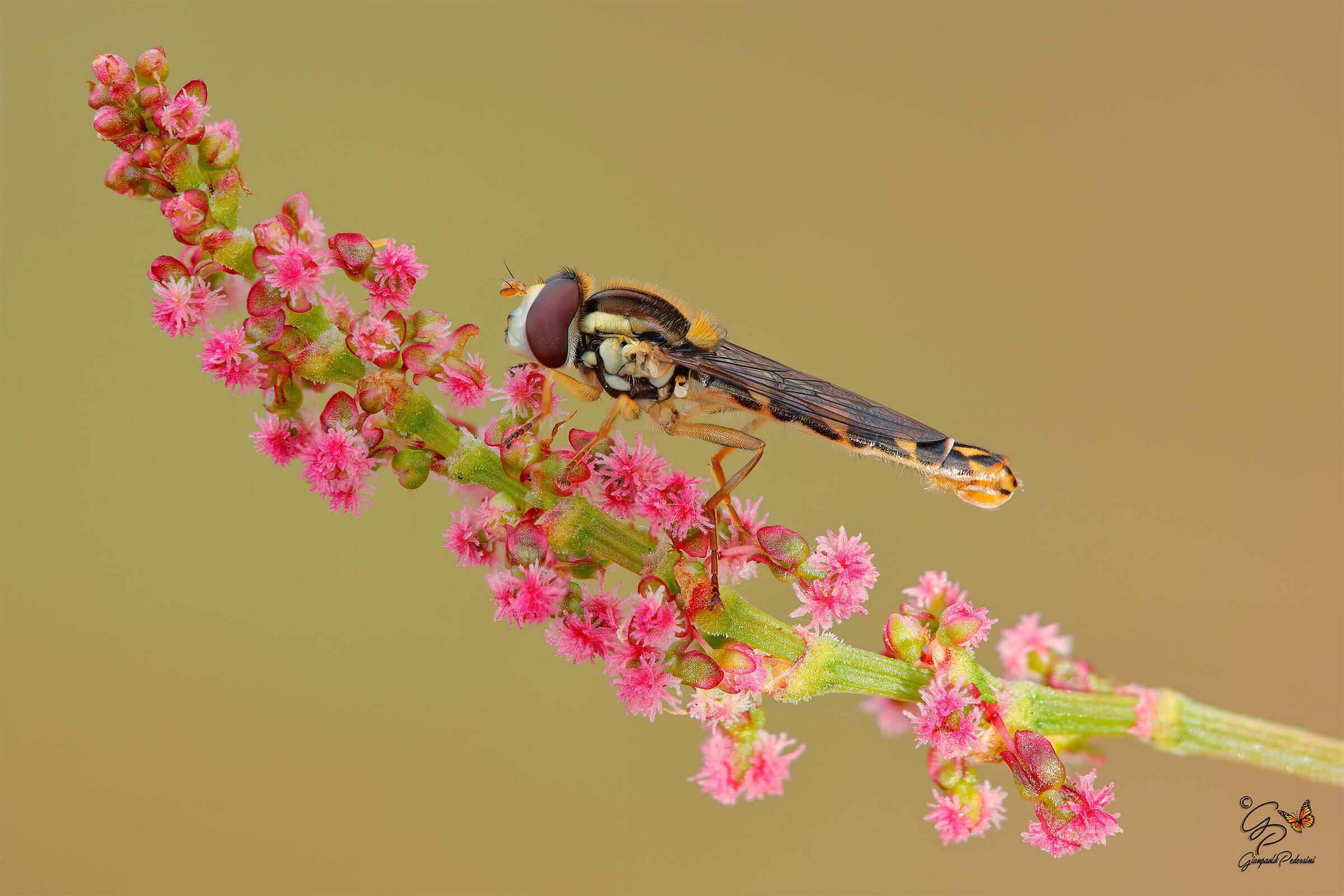 La prima macro dell'anno