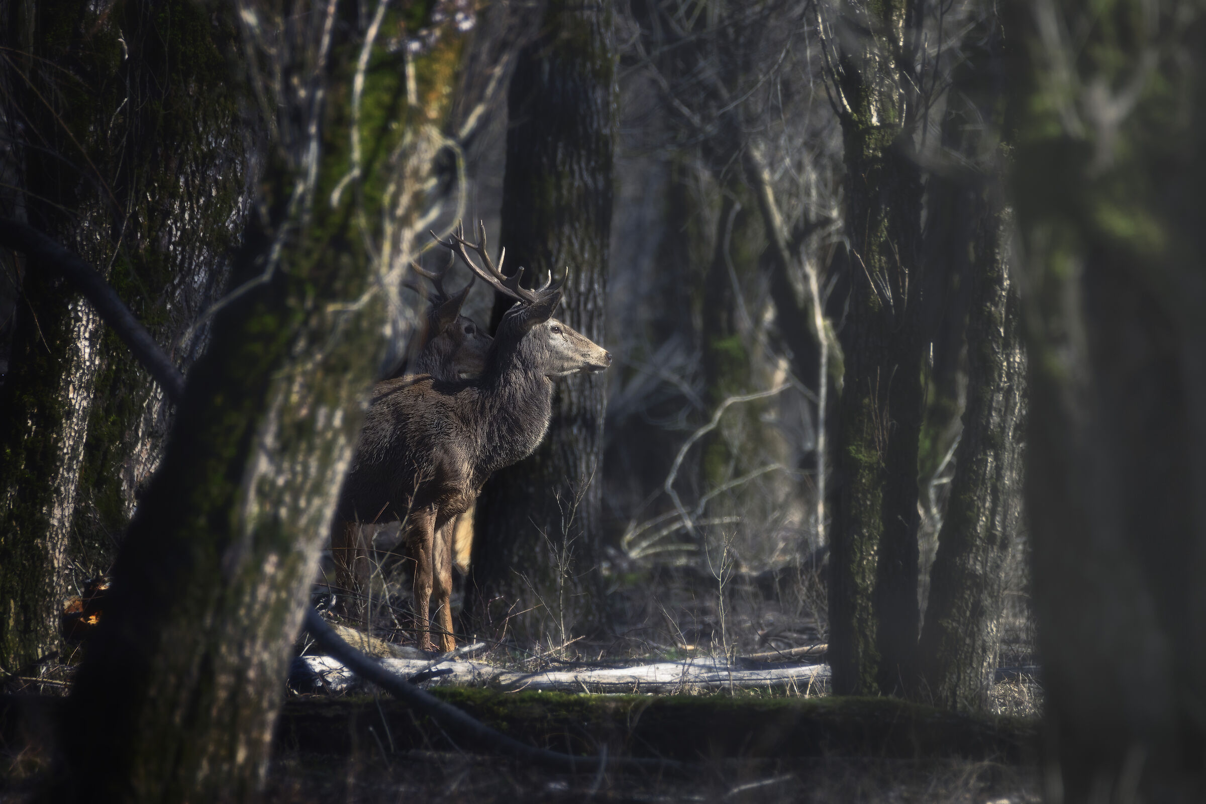 Cervi nel bosco