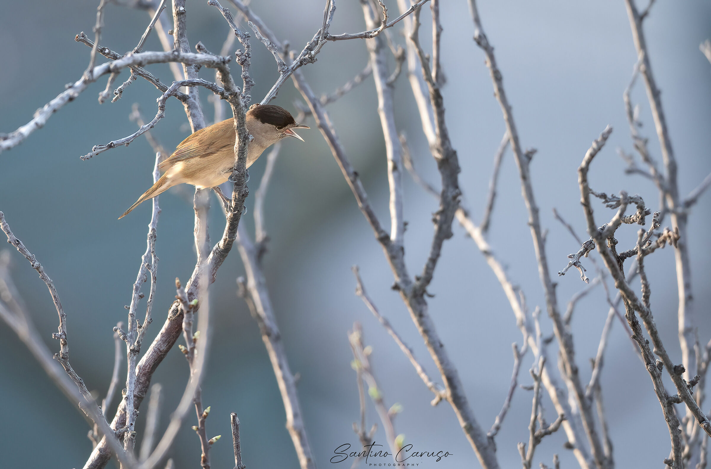 Blackcap