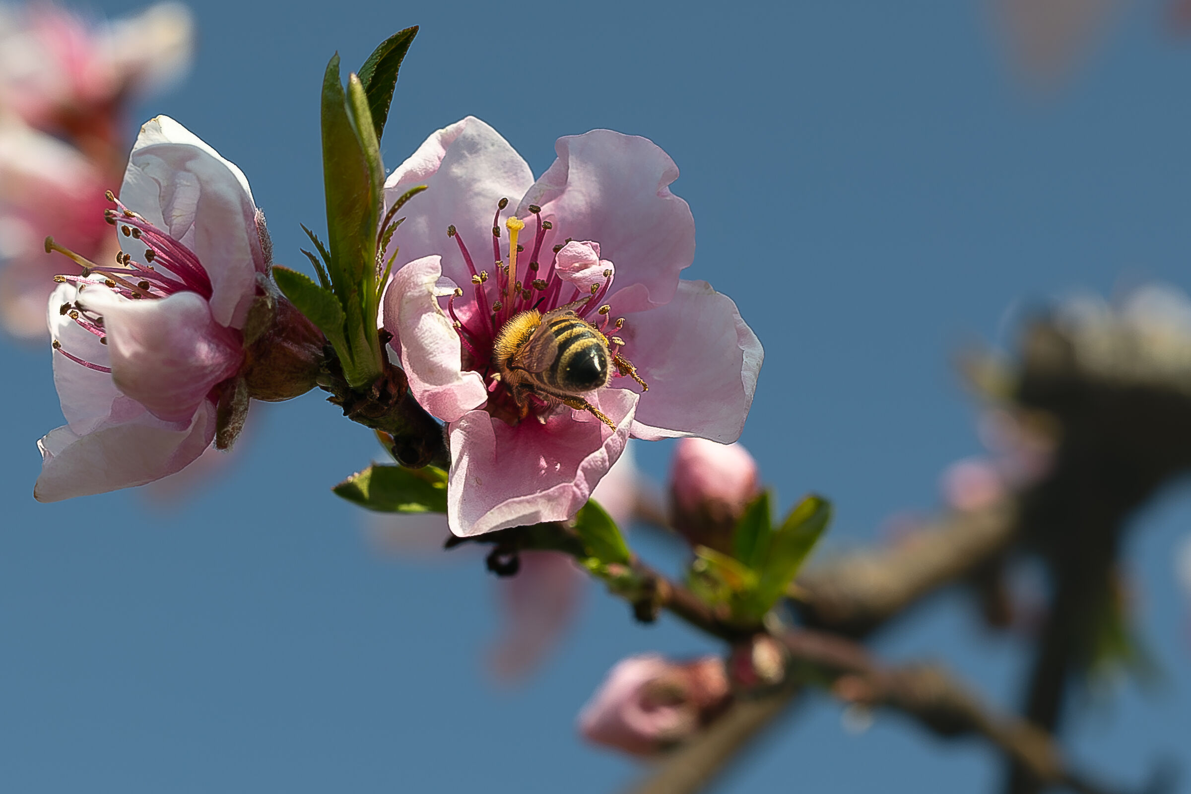 Sorry for the shoulders..