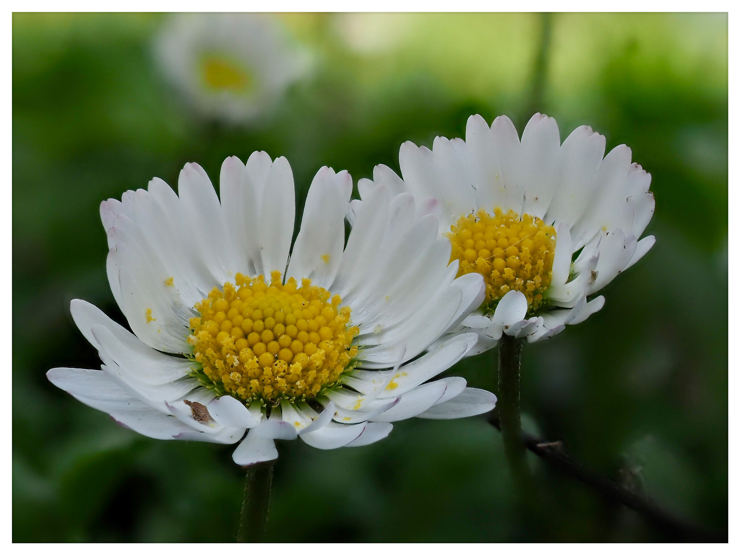 Bellis Perennis