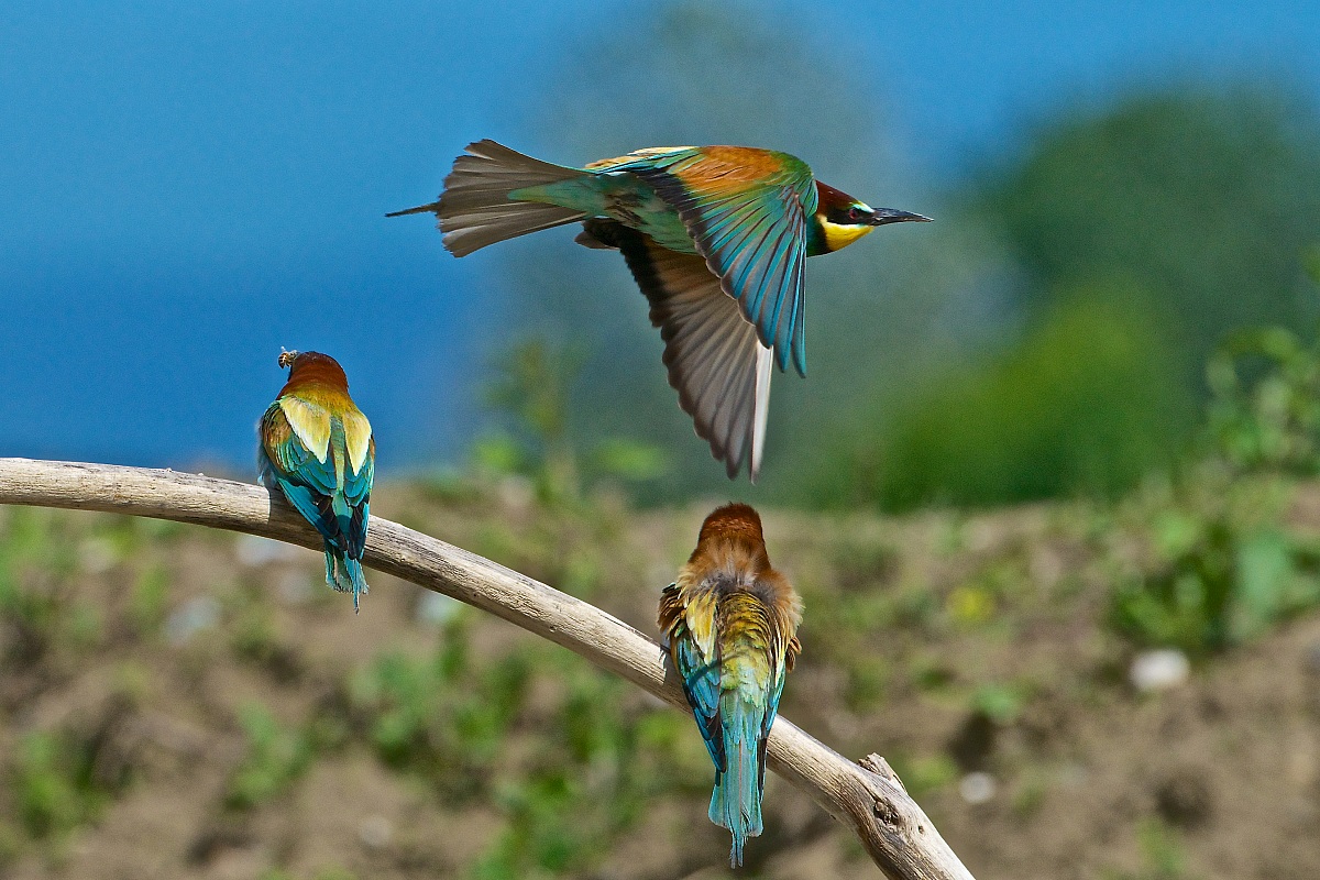 2013 Isola della Cona, bee-eaters