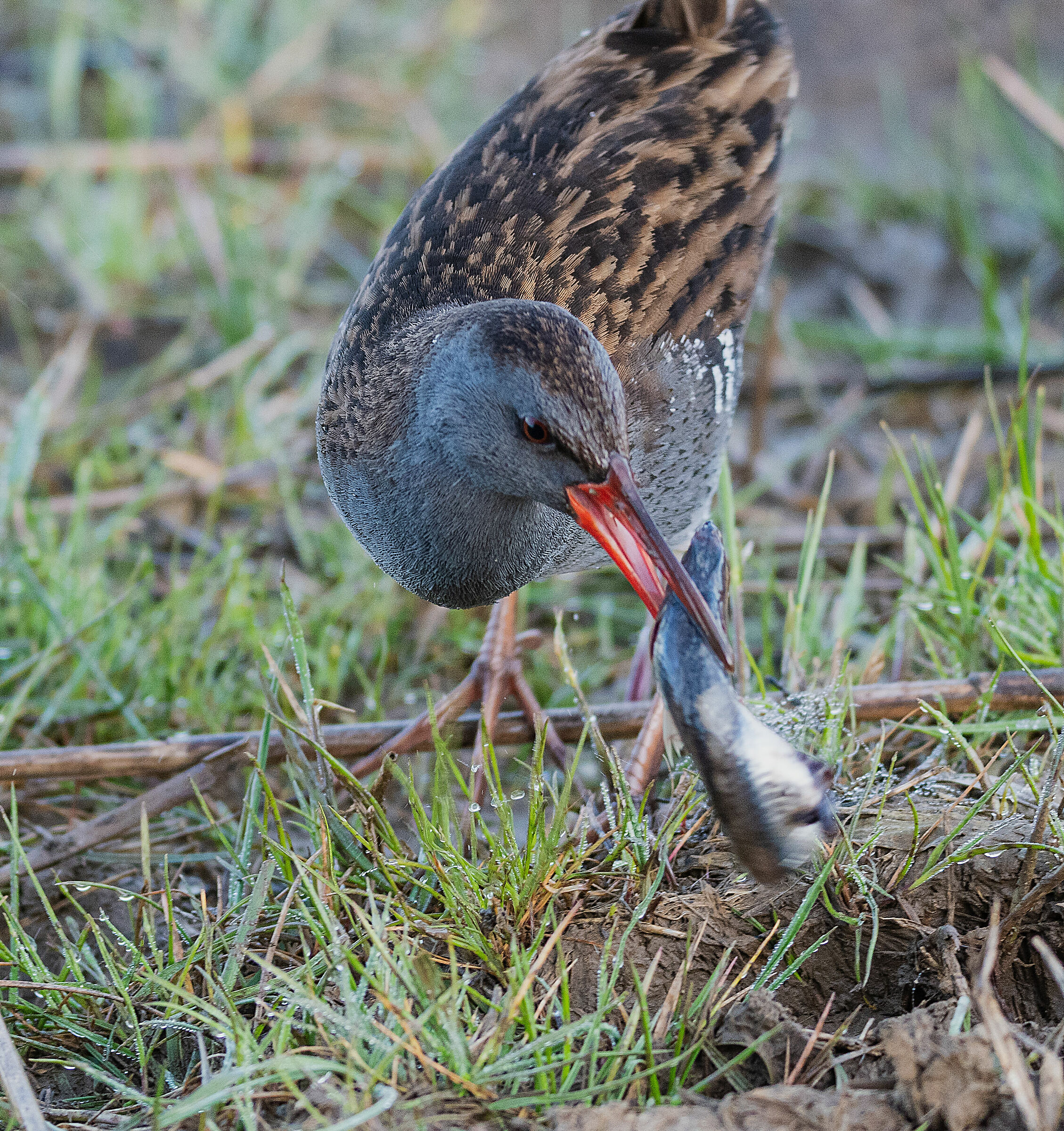 water rail