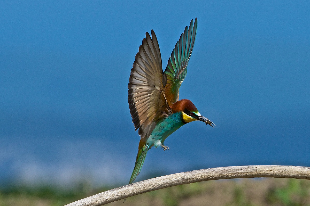 2013 Isola della Cona, bee-eaters