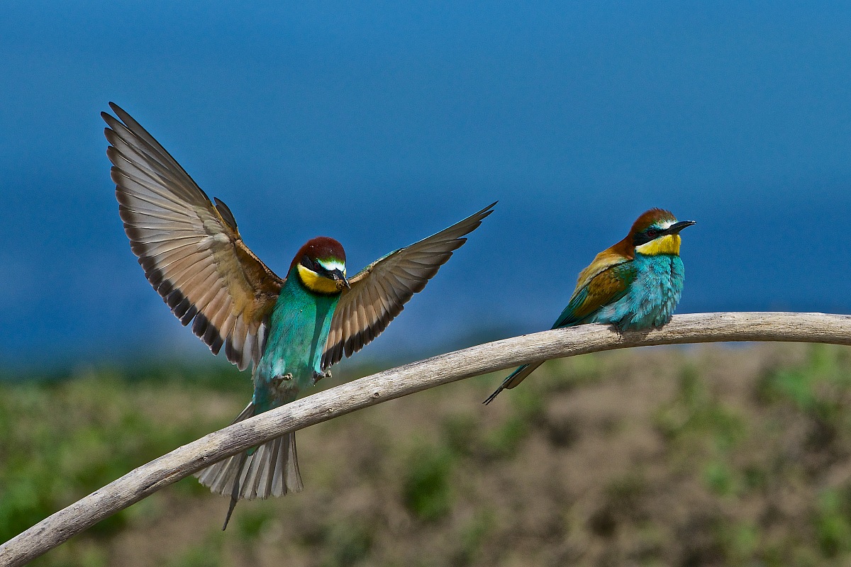 2013 Isola della Cona, bee-eaters