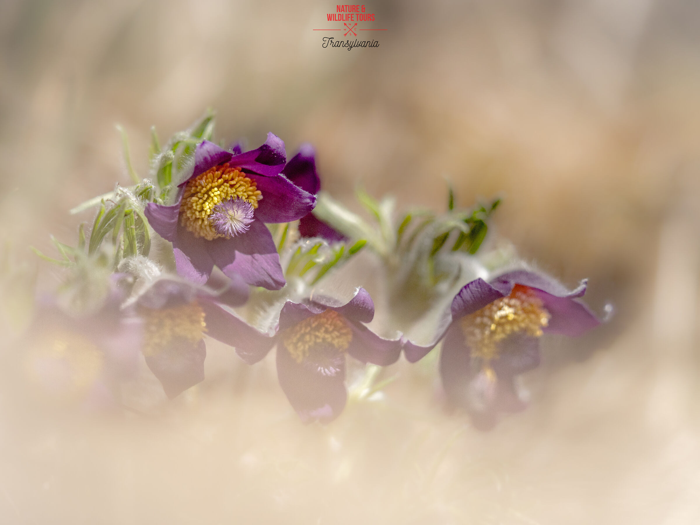 Toilette per signore