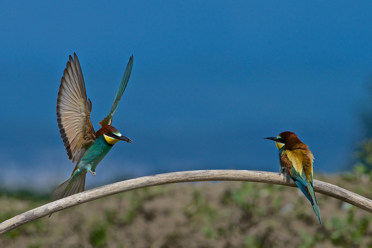 2013 Isola della Cona, bee-eaters