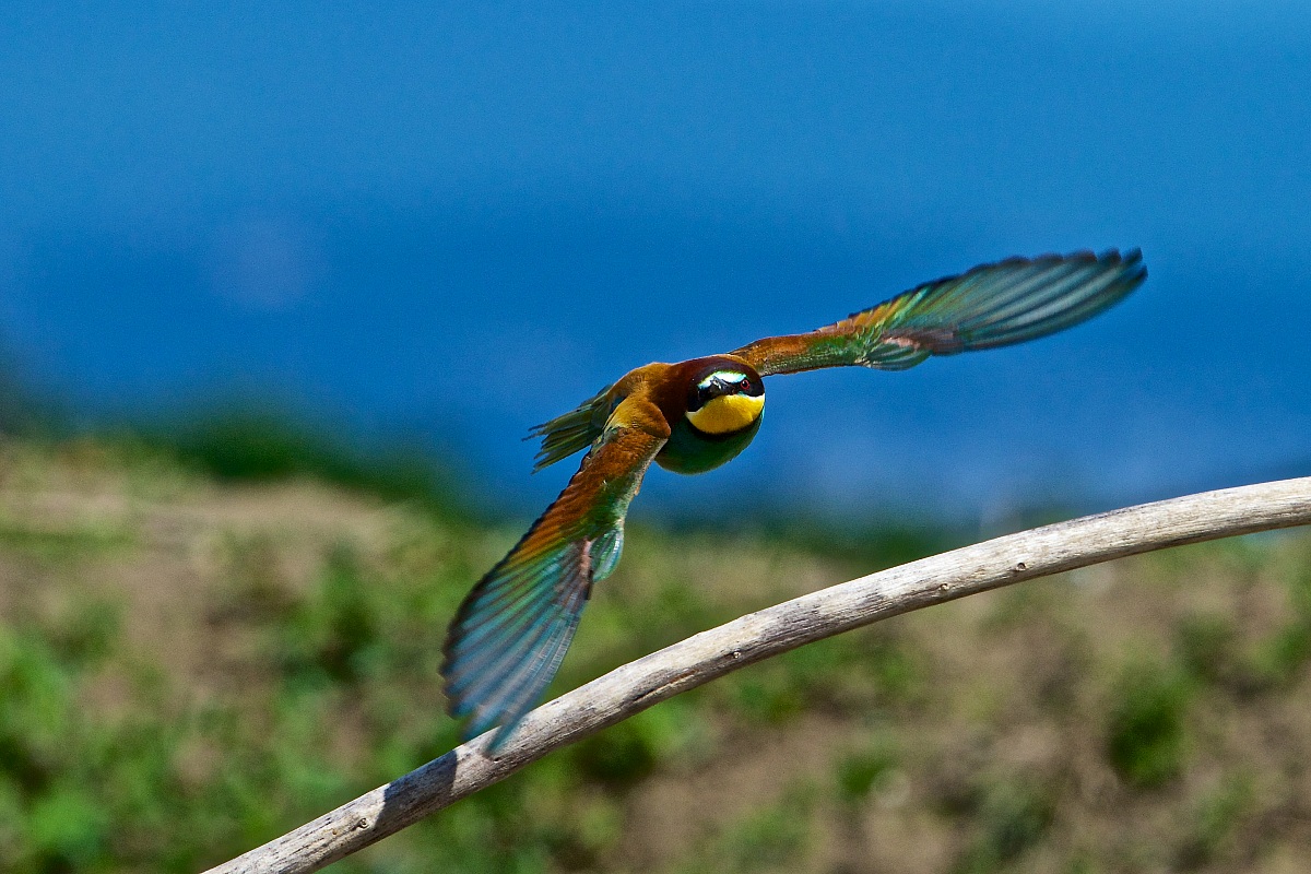 2013 Isola della Cona, bee-eaters