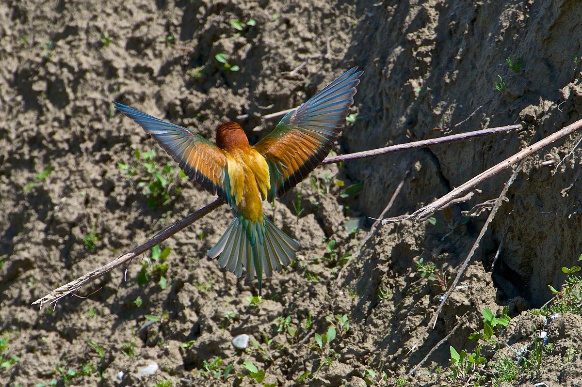 2013 Isola della Cona, bee-eaters