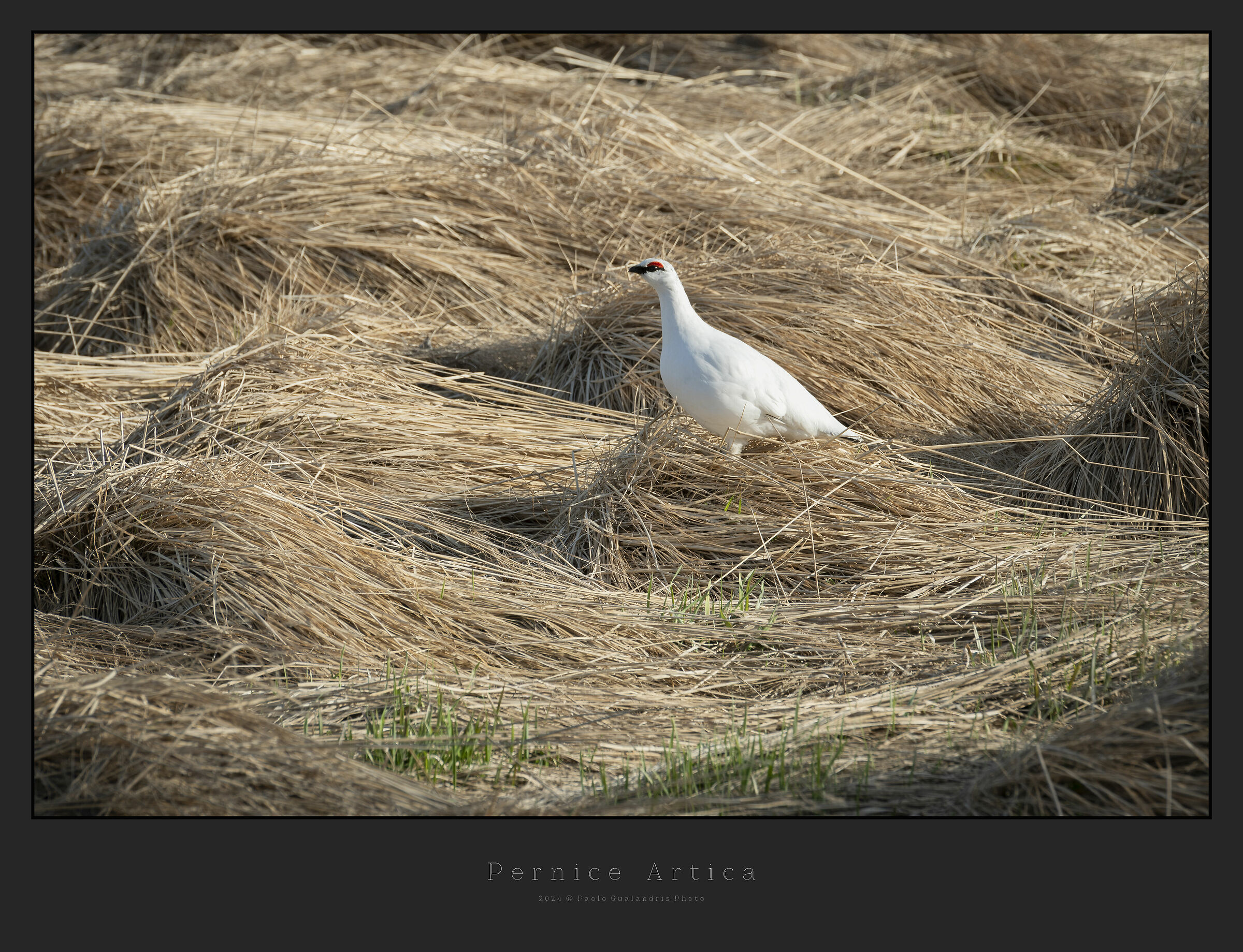 Arctic partridge