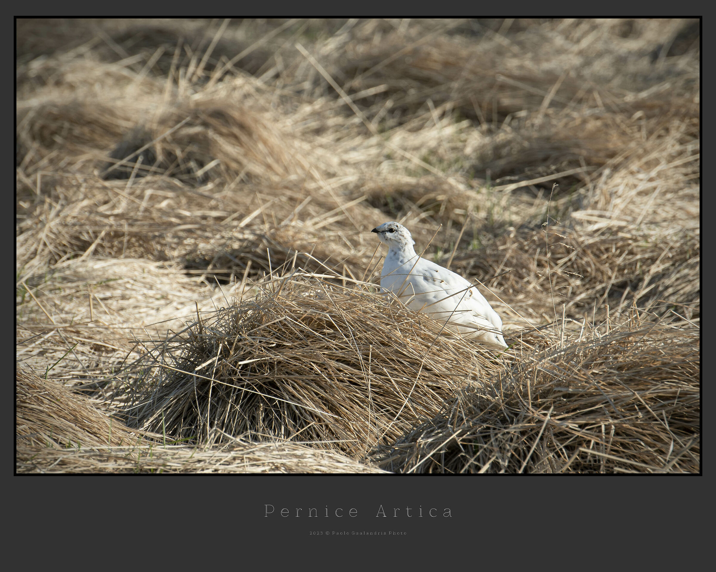 Arctic partridge