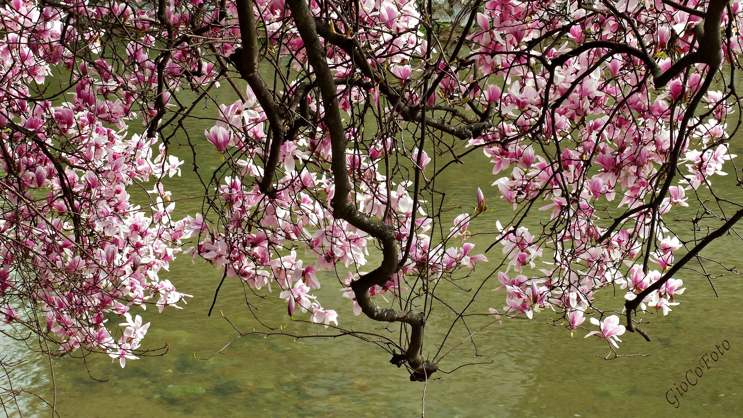 Flowers on the creek