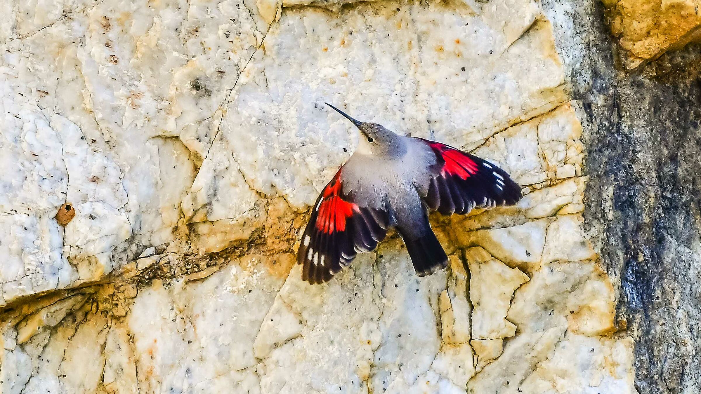 la Farfalla delle rocce Picchio Muraiolo !!