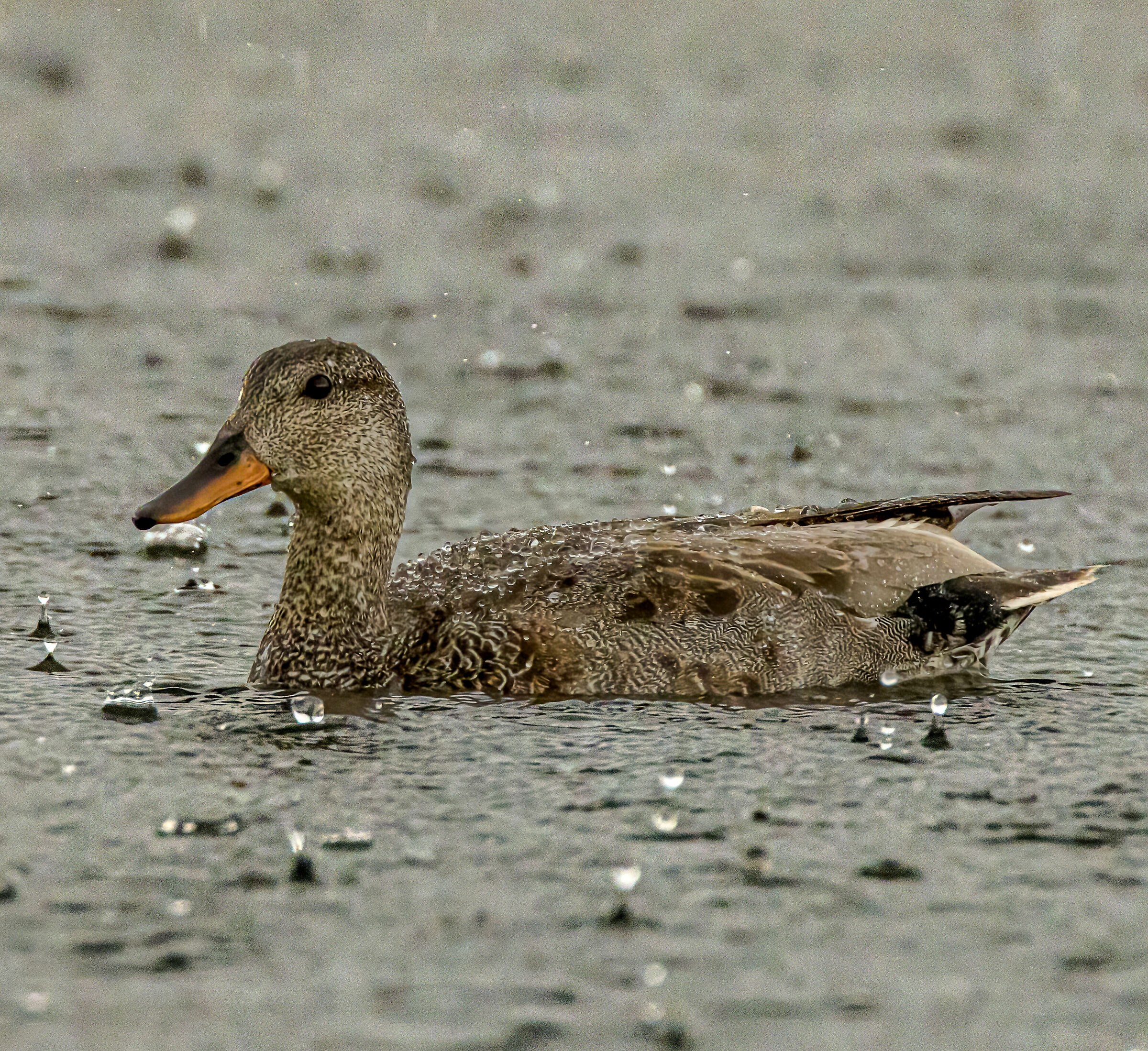 Gadwall