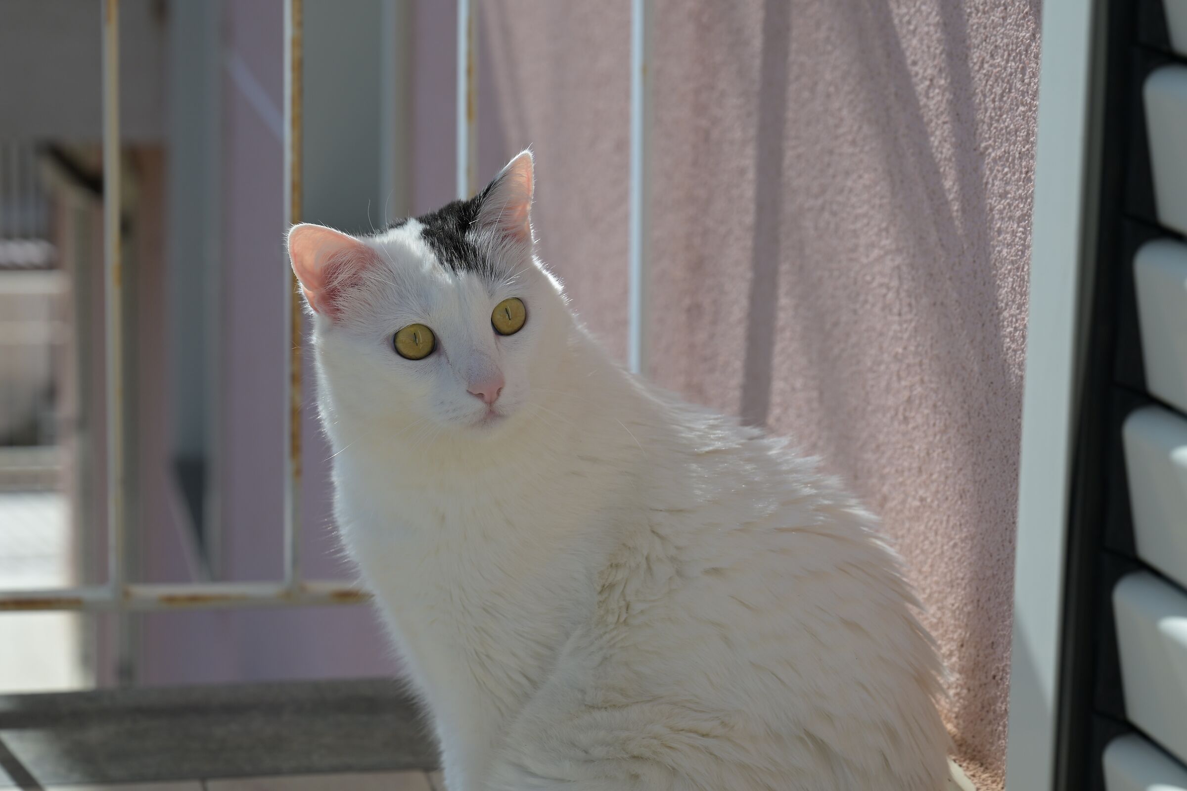 Leila