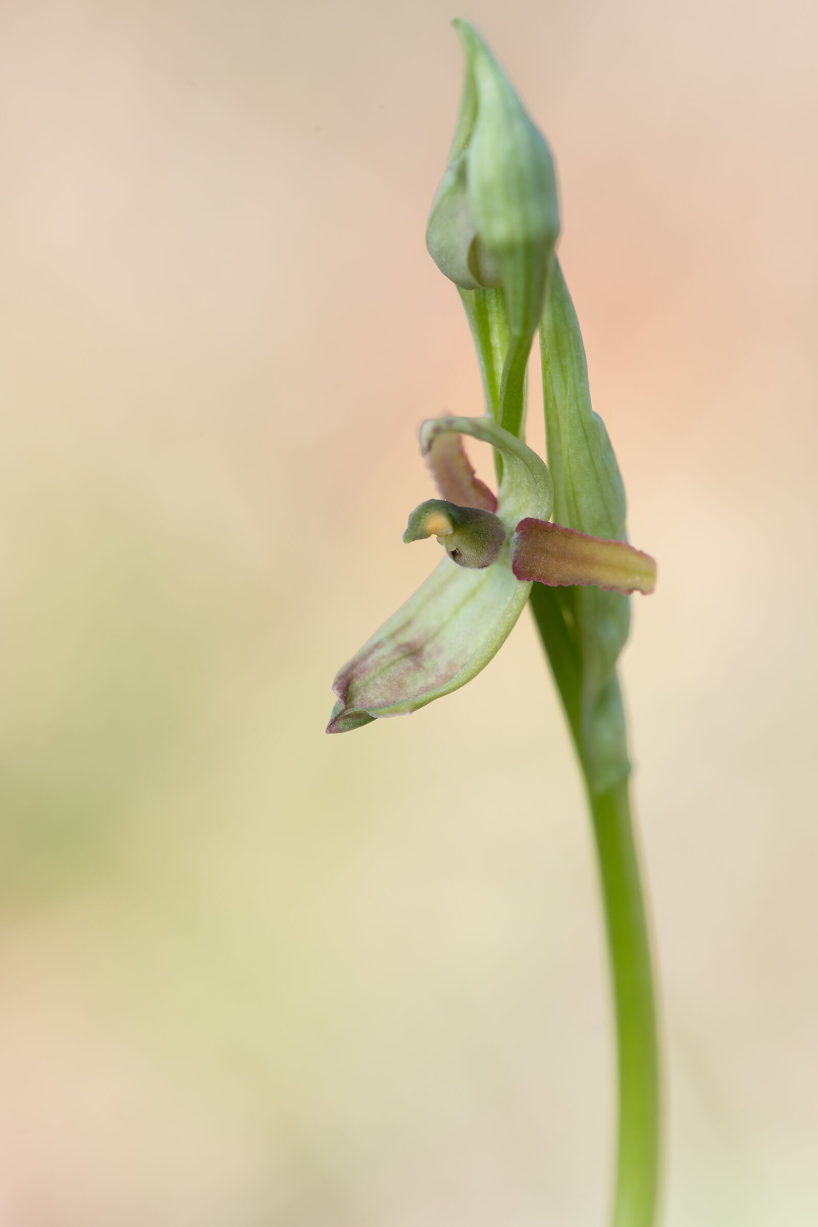 Lusus Ophrys Classica