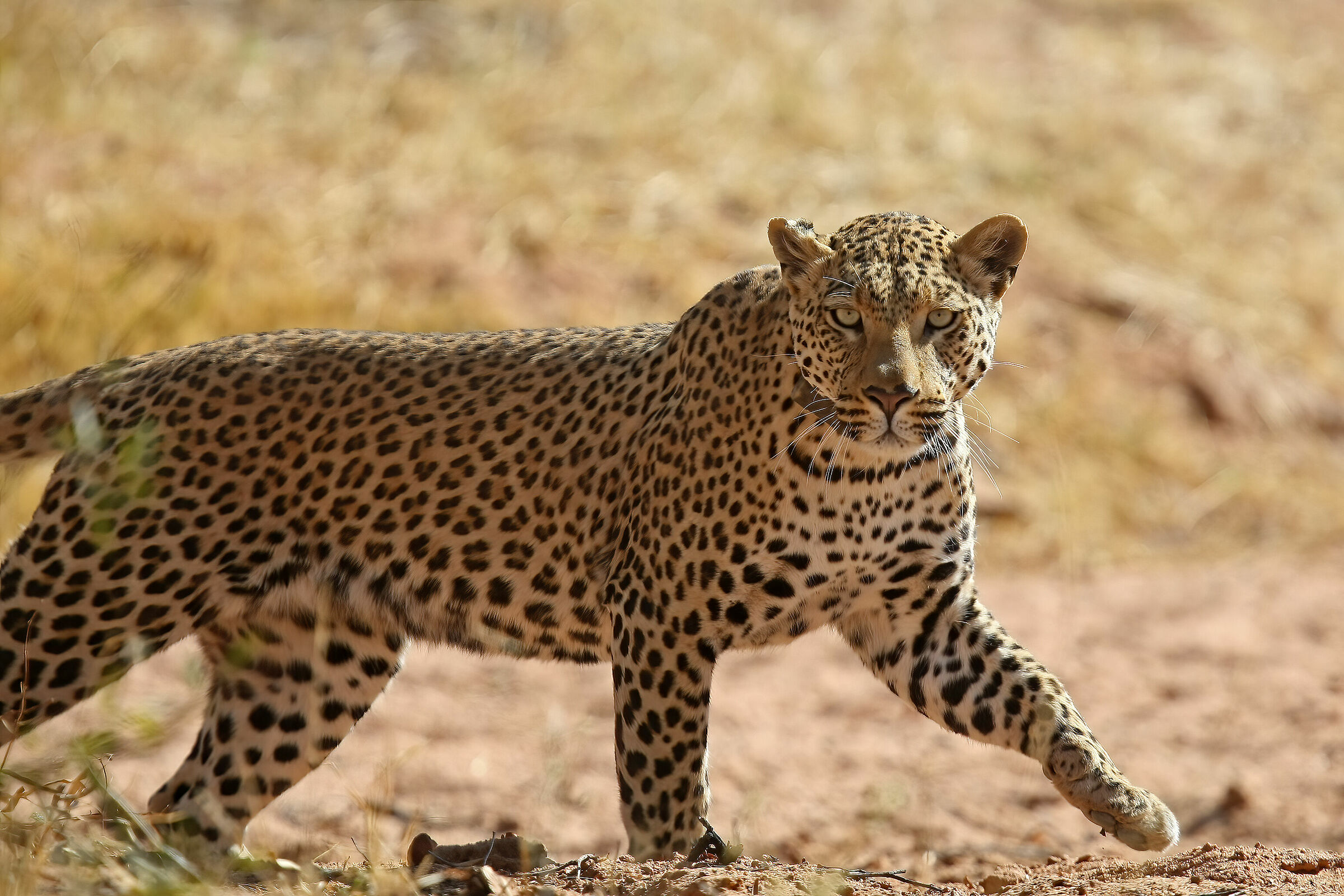 femmina di leopardo con radiocollare