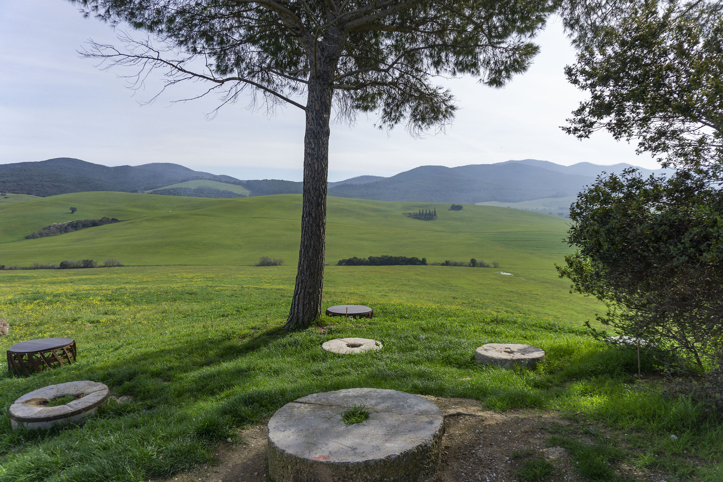 colline toscane