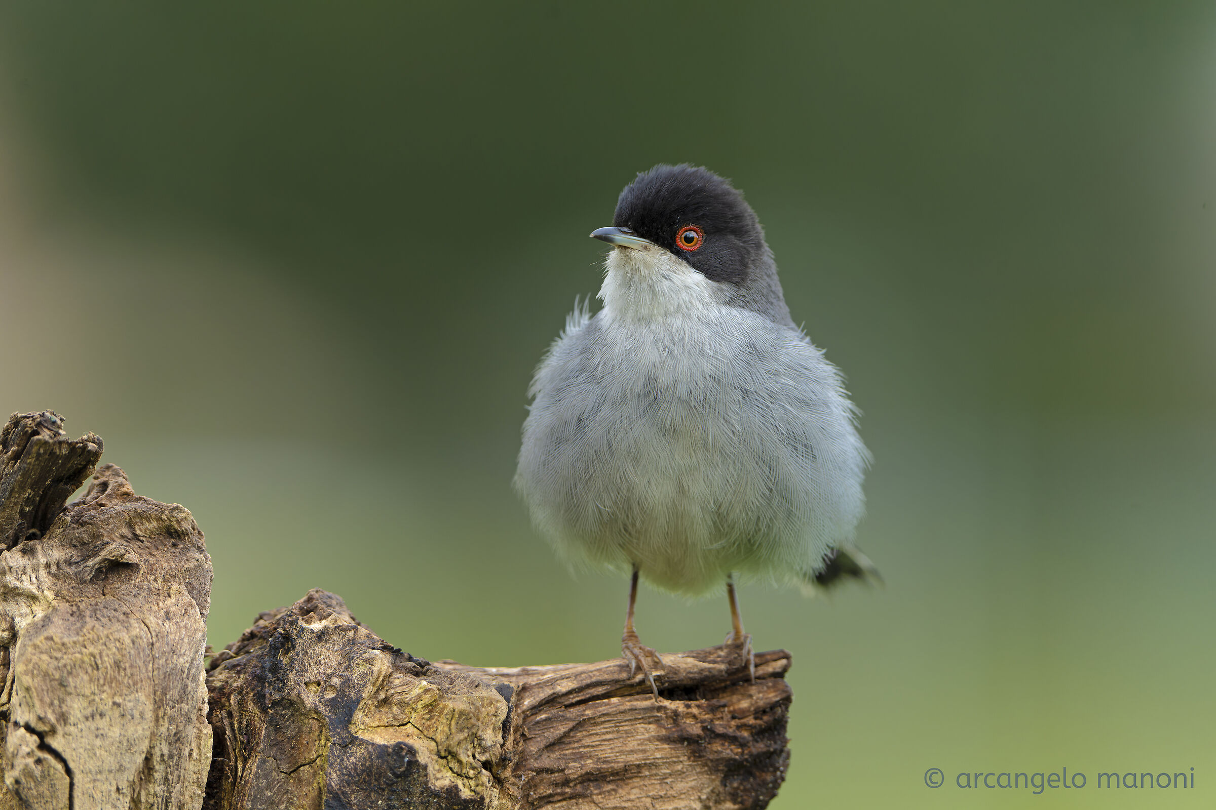 My name is ''occhiocotto''